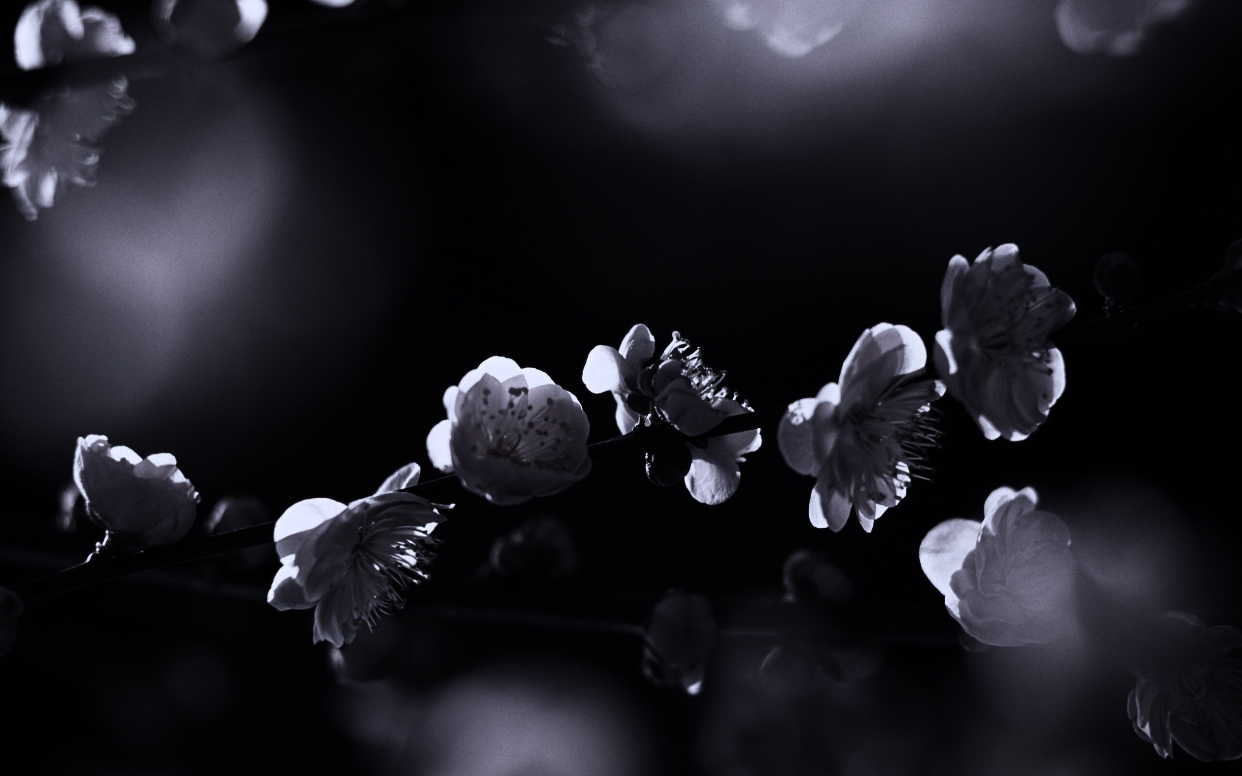 Цветущая вишня обои