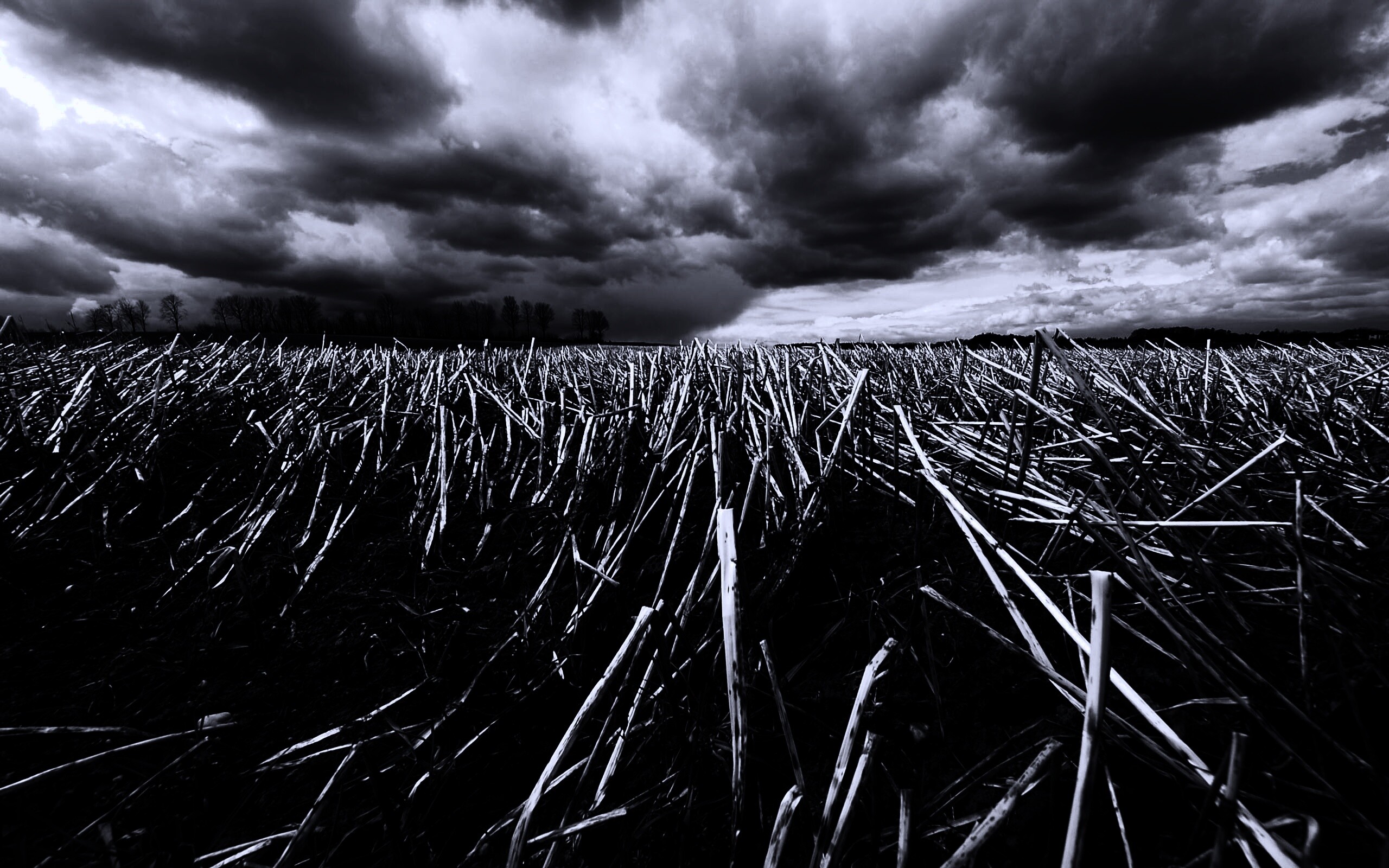 Убранное поле обои