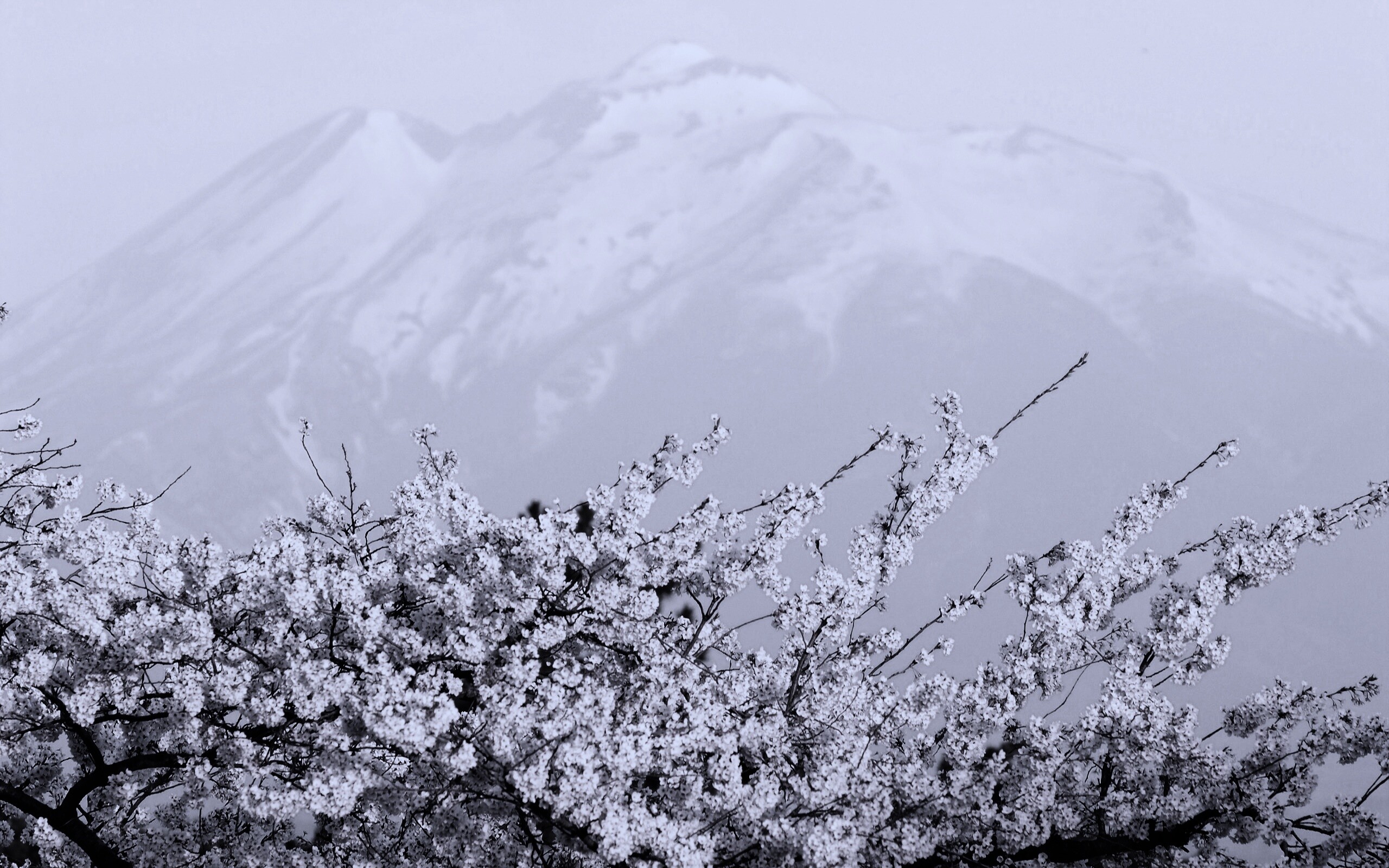 Цветение вишни в горах обои