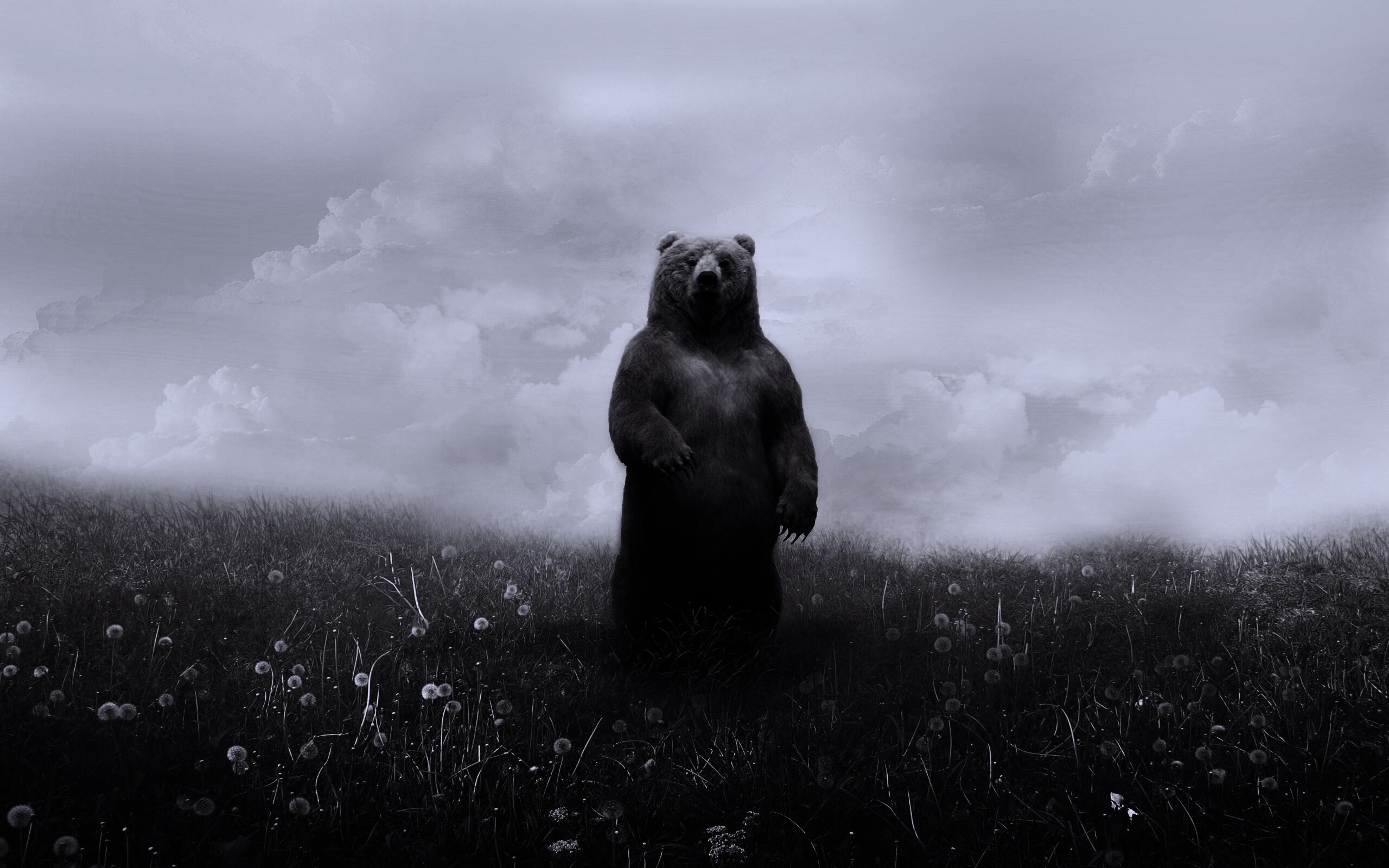 Медведь в одуванчиковом поле обои