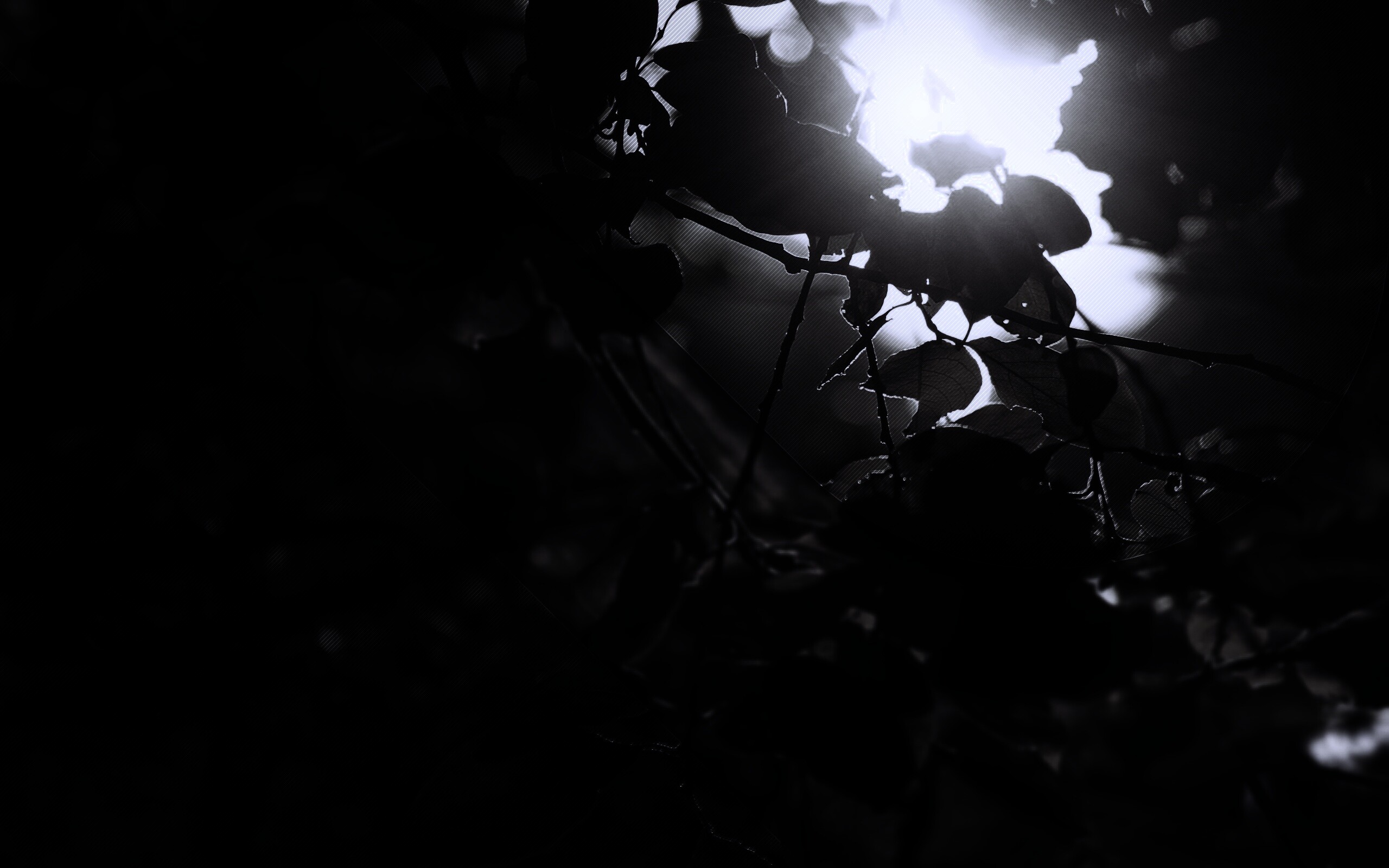 Солнце пробивается сквозь листву обои