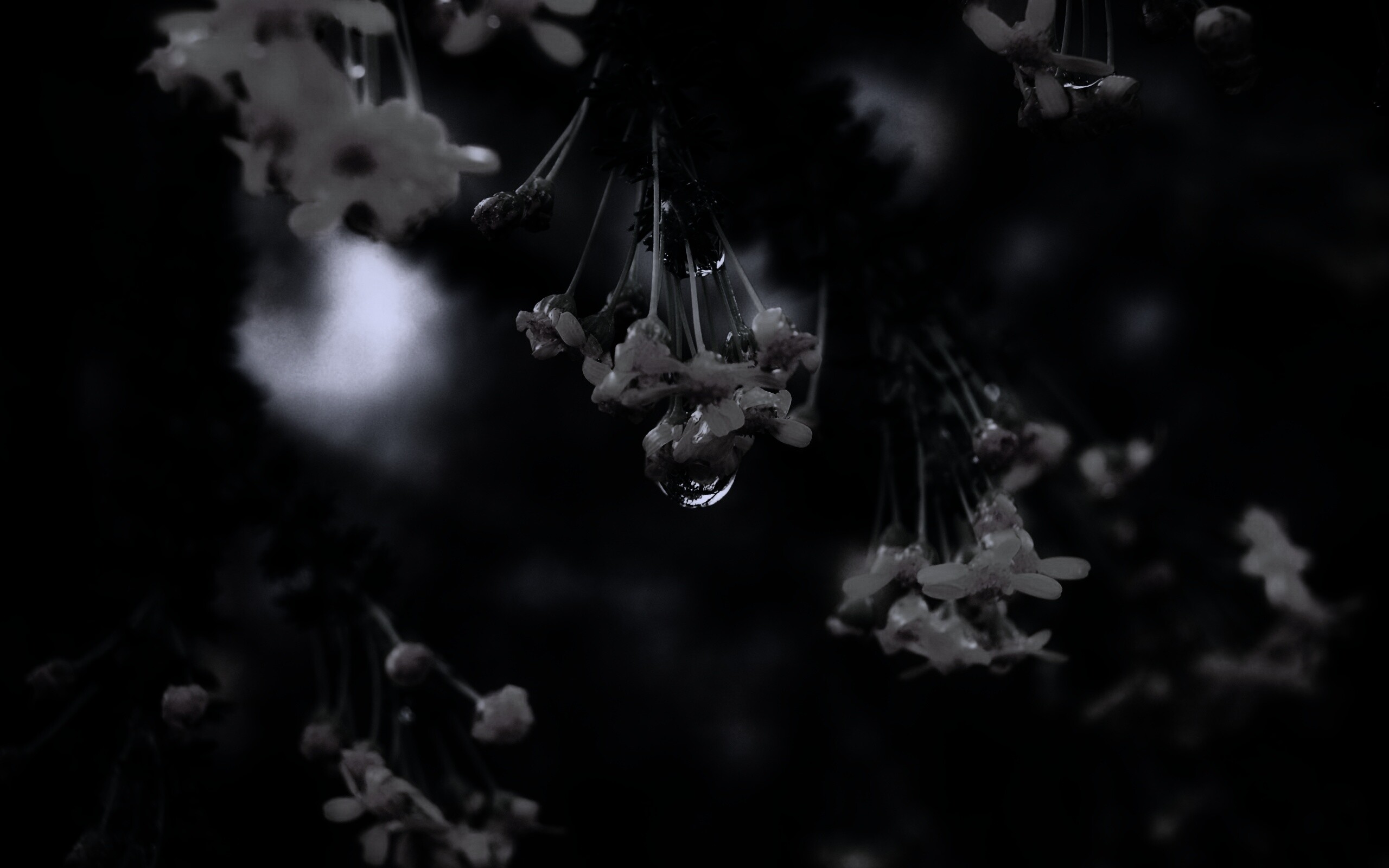 Жёлтые цветочки на ветке обои