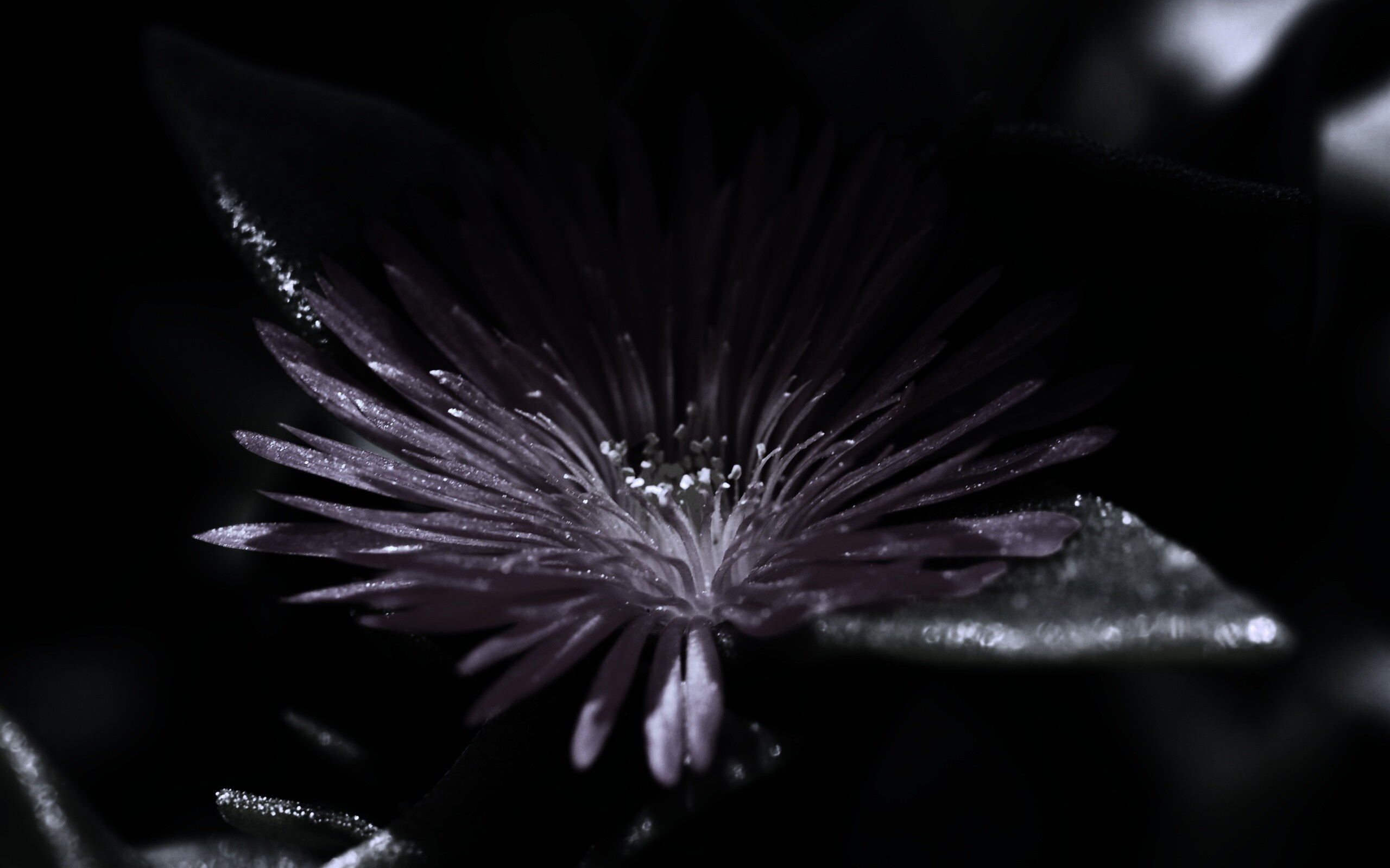 Чудесный цветок обои