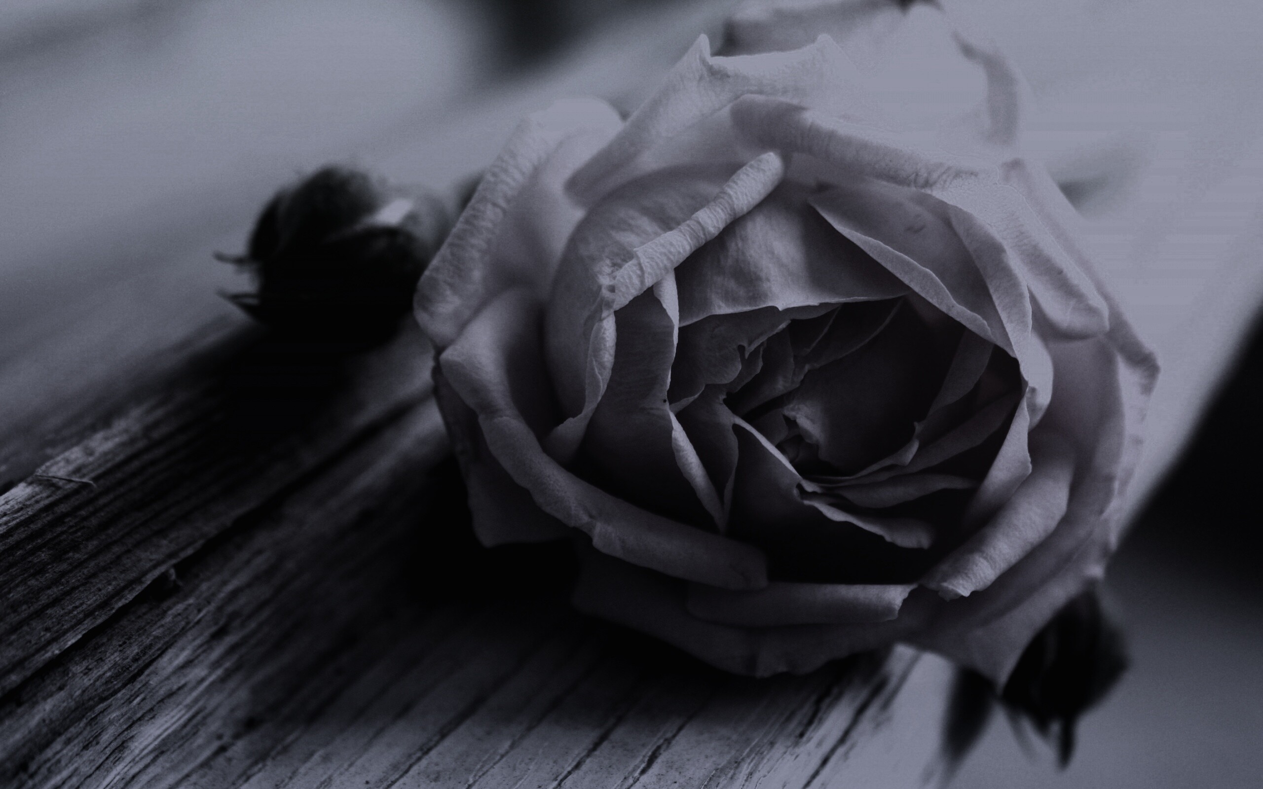 Бутон нежной розы обои