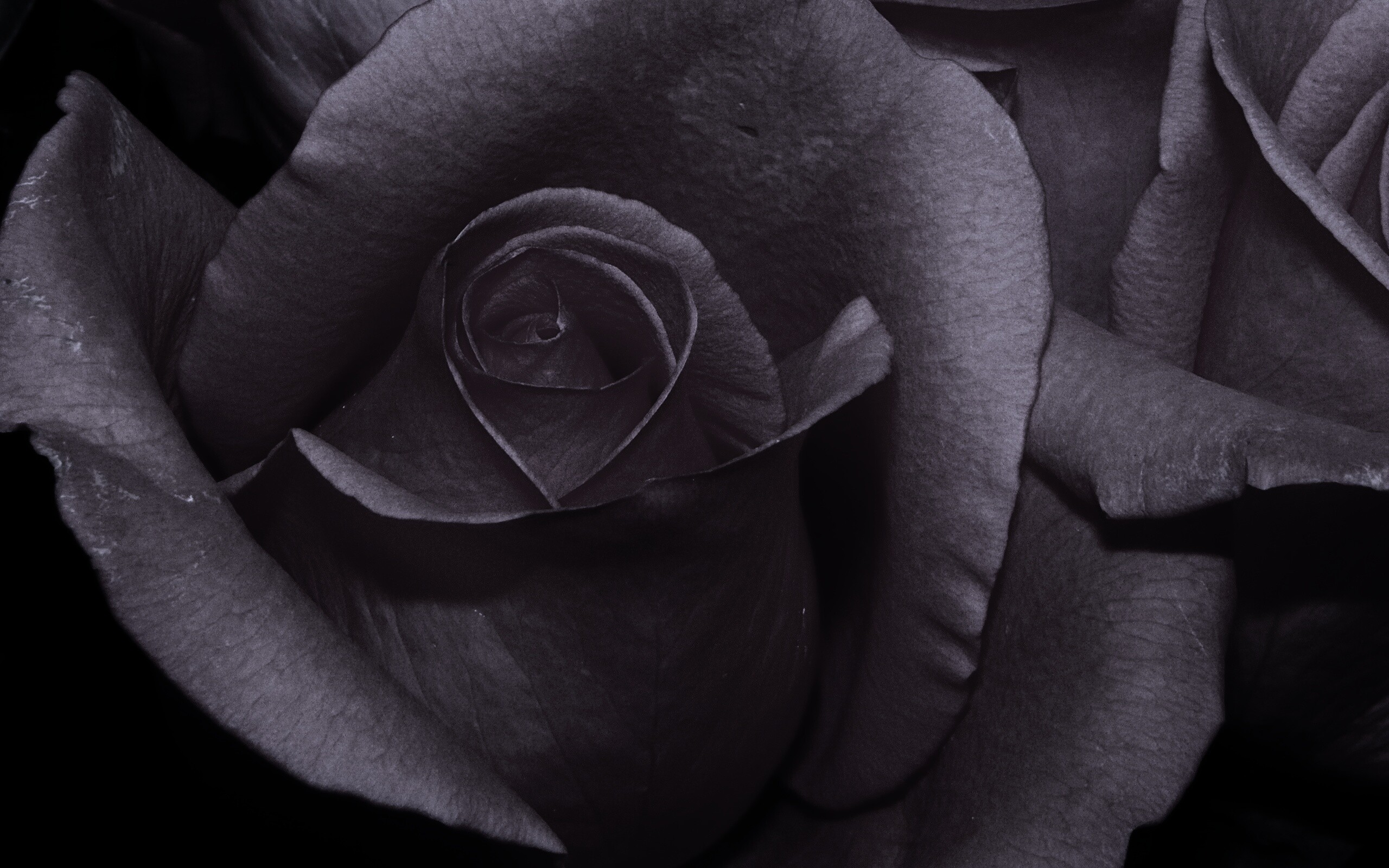 Бутон розы обои