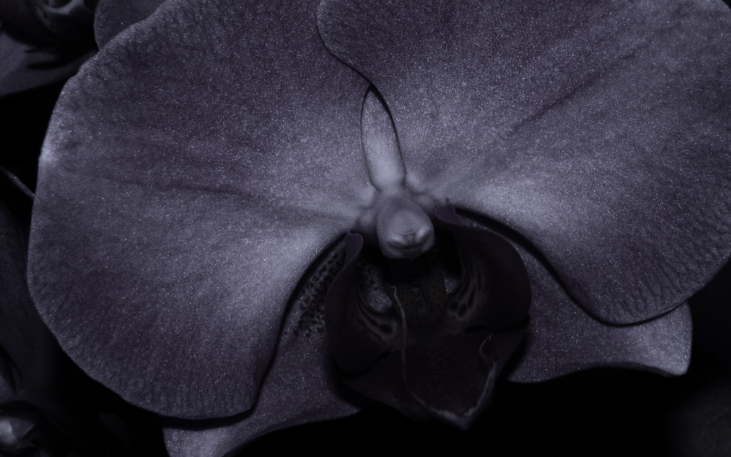 Фиолетовая орхидея обои