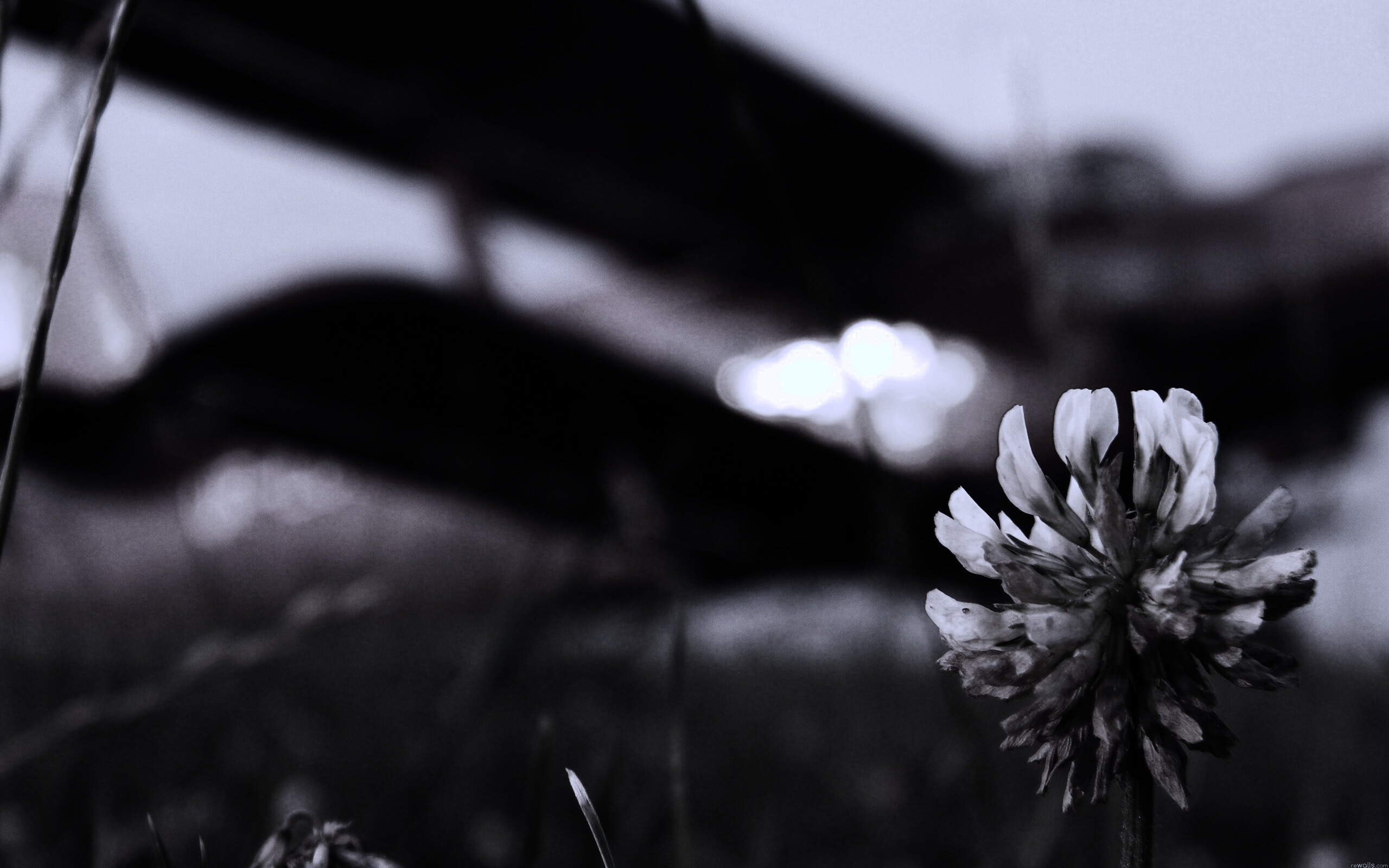 Цветок и красный самолет обои