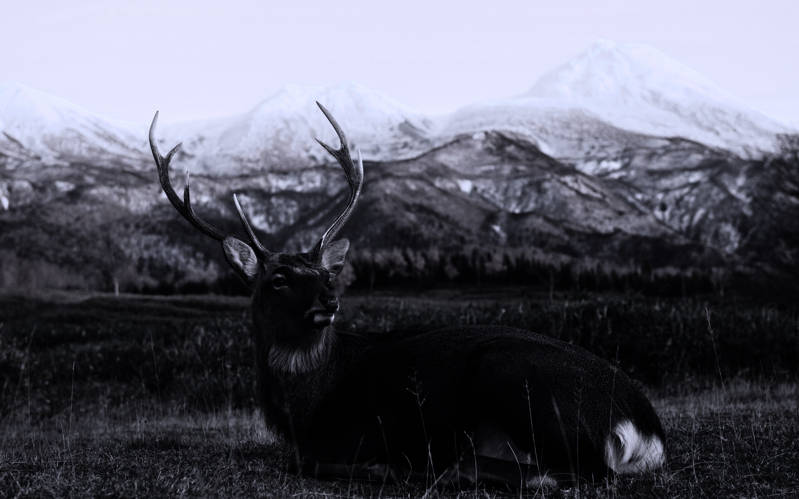 Олень отдыхает в предгорьях обои