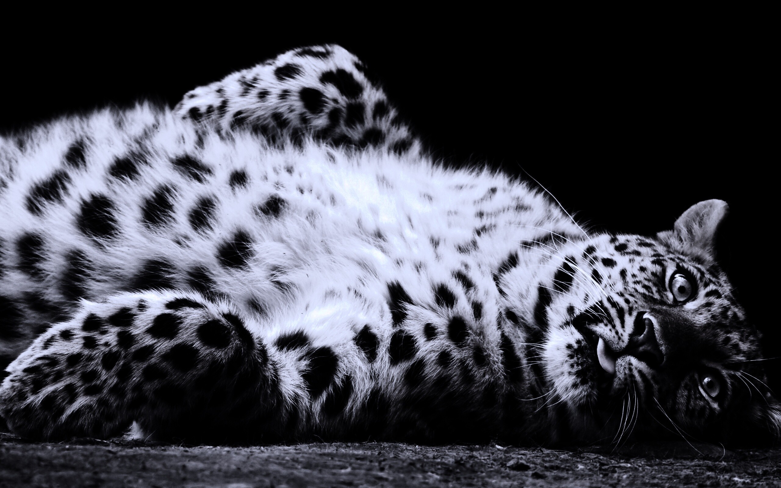 Большая пятнистая кошечка обои