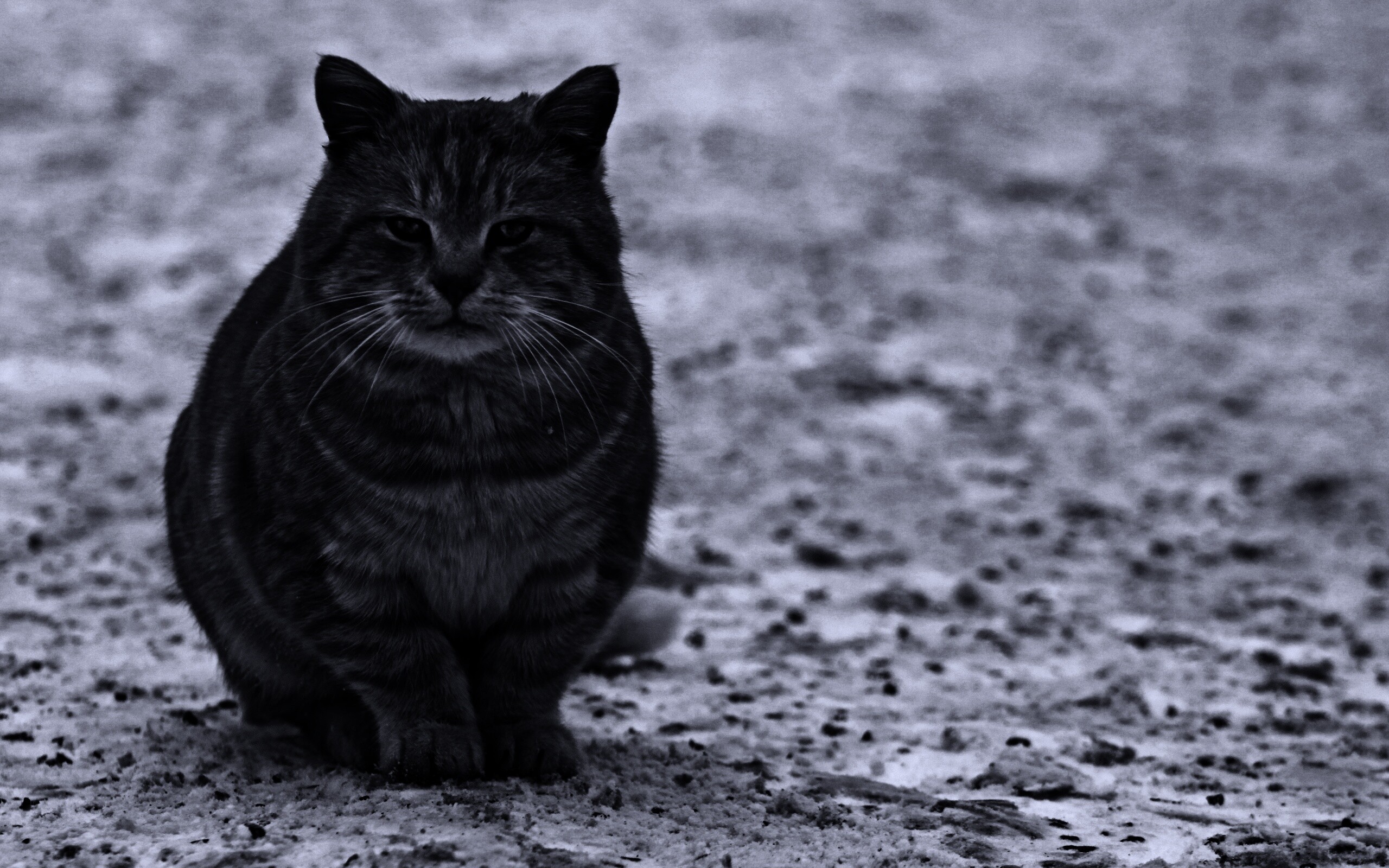 Тяжелый взгляд котэ обои