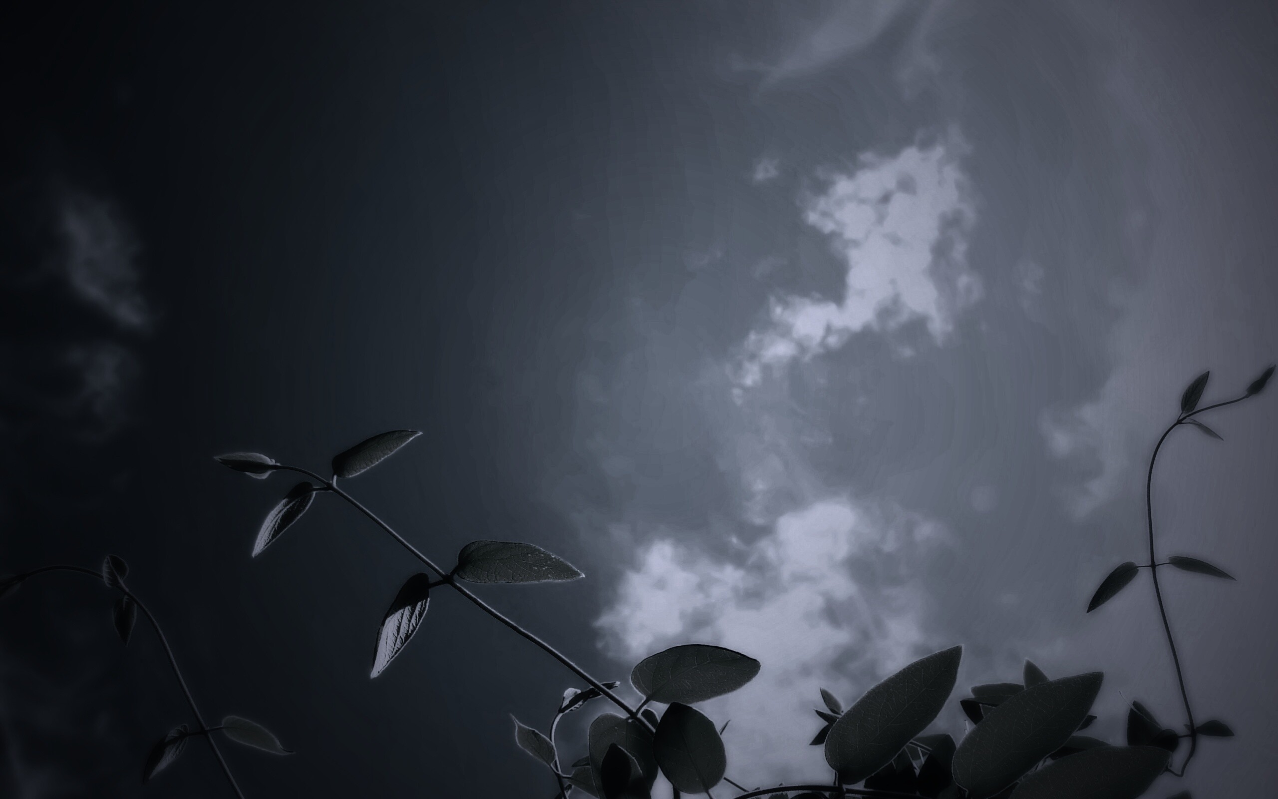 Веточки на фоне неба обои