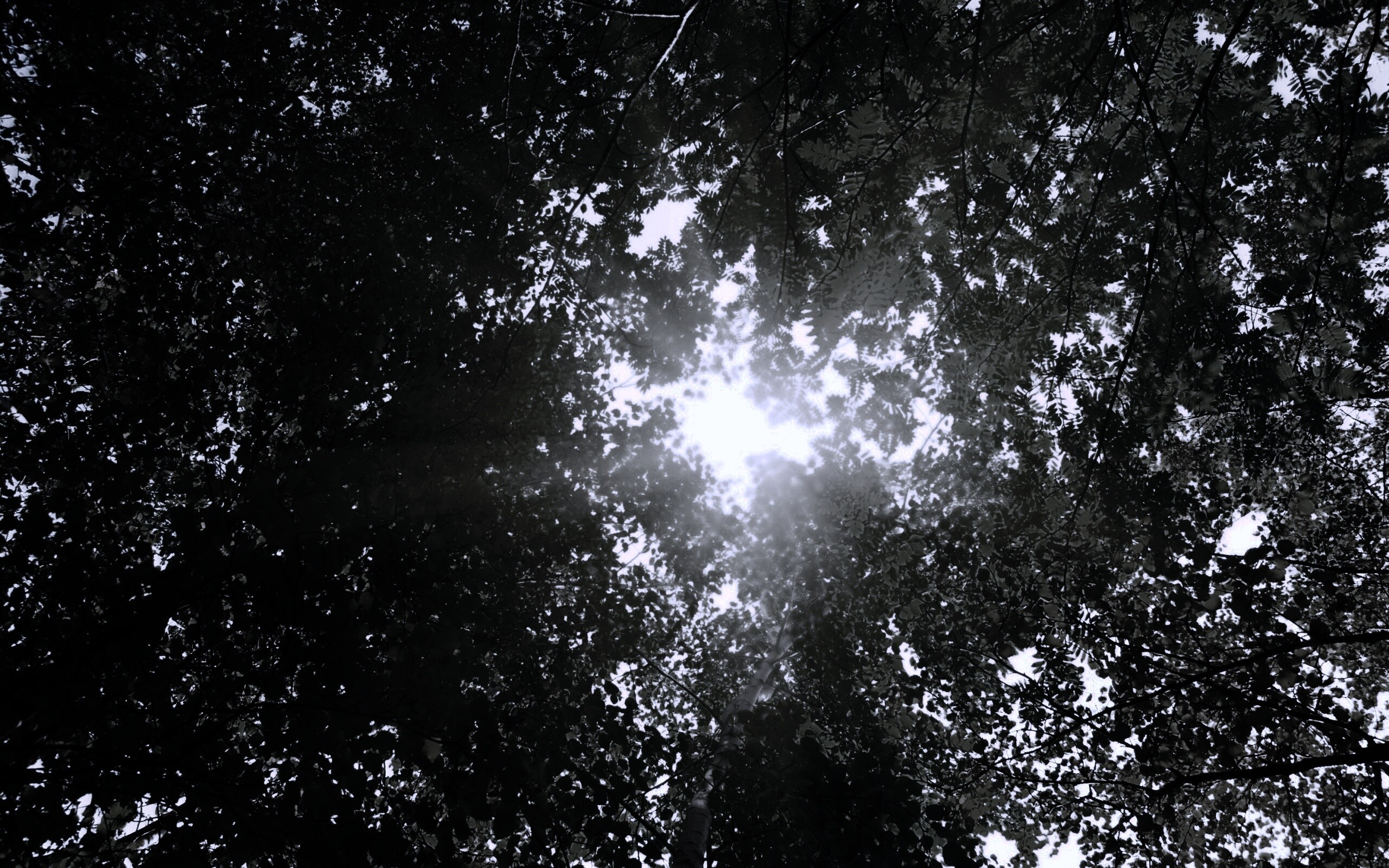 Яркий зеленоватый свет пробивающийся сквозь листву обои