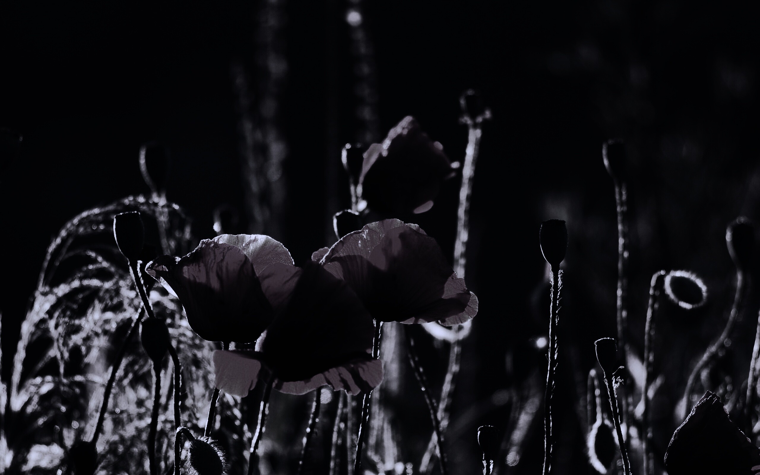 Макро фото мака обои