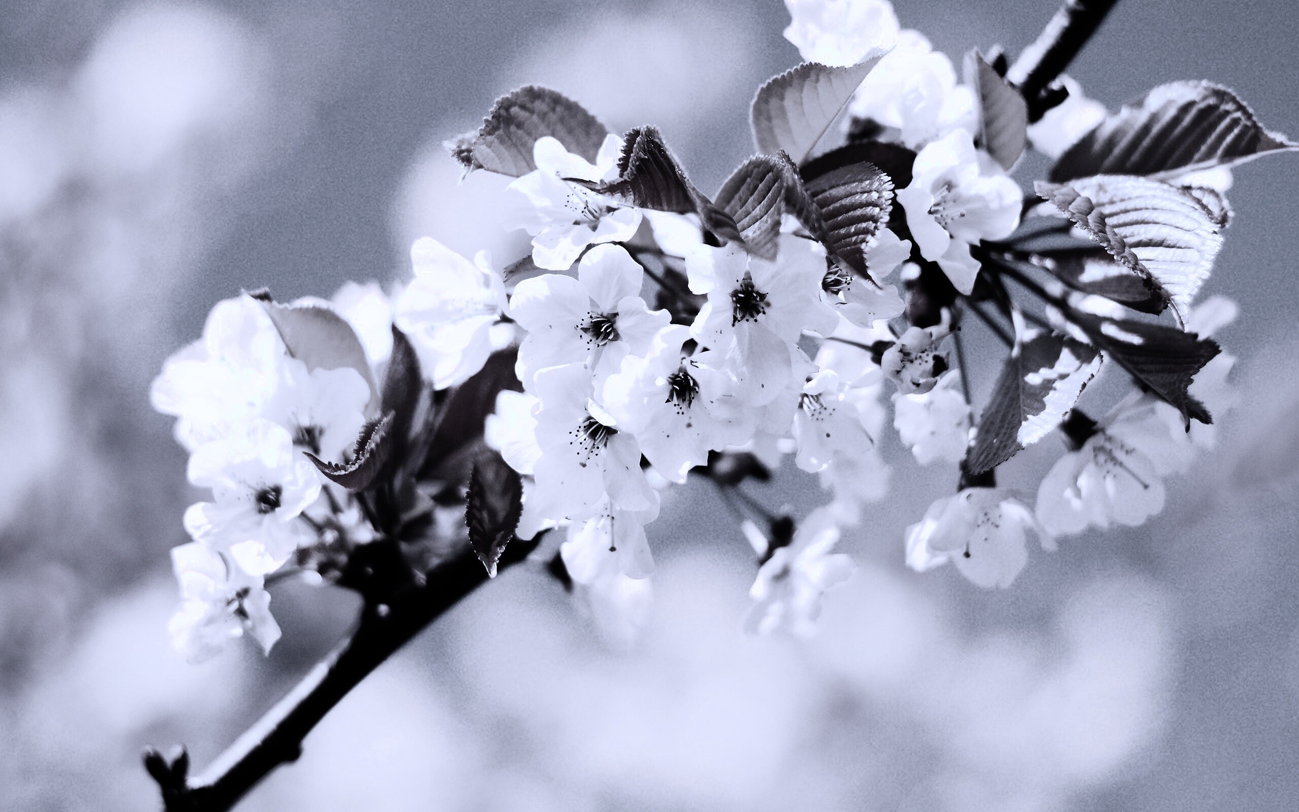 Белые цветы вишни обои