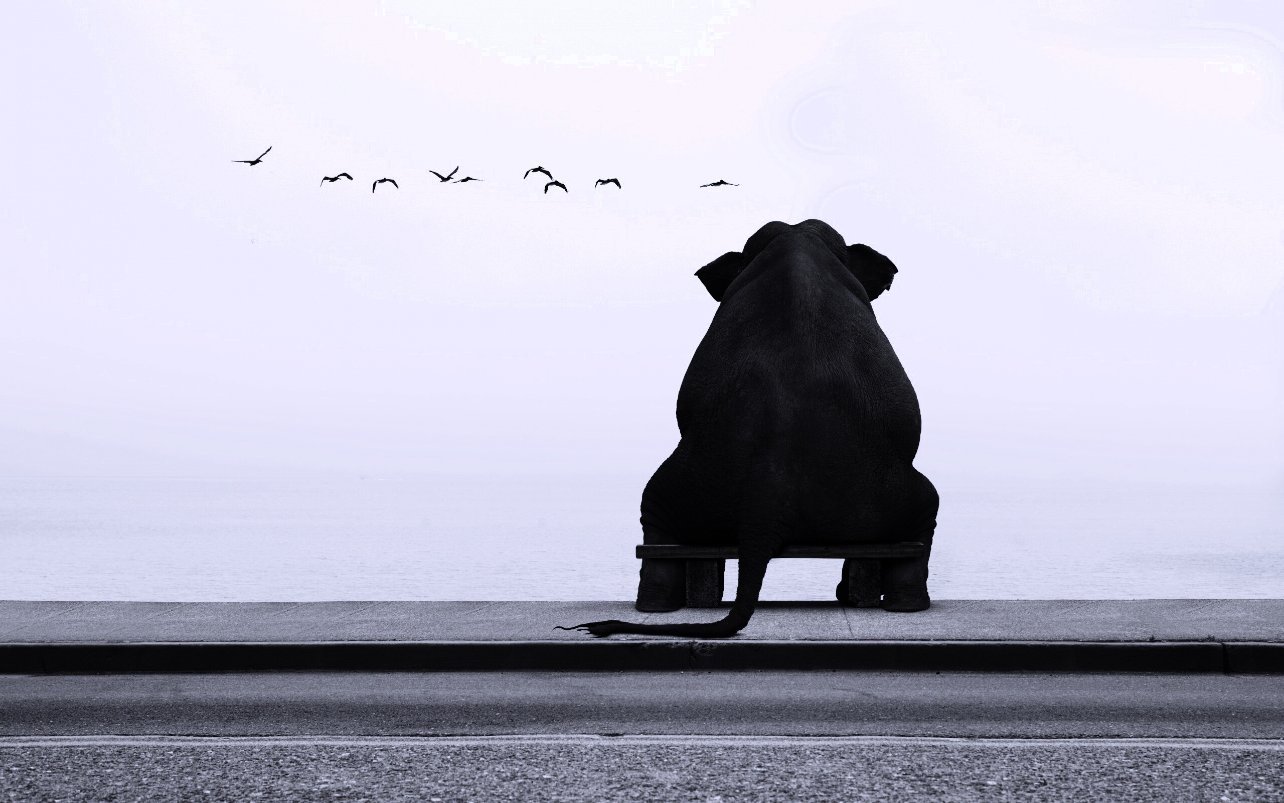 Слон на табуретке обои