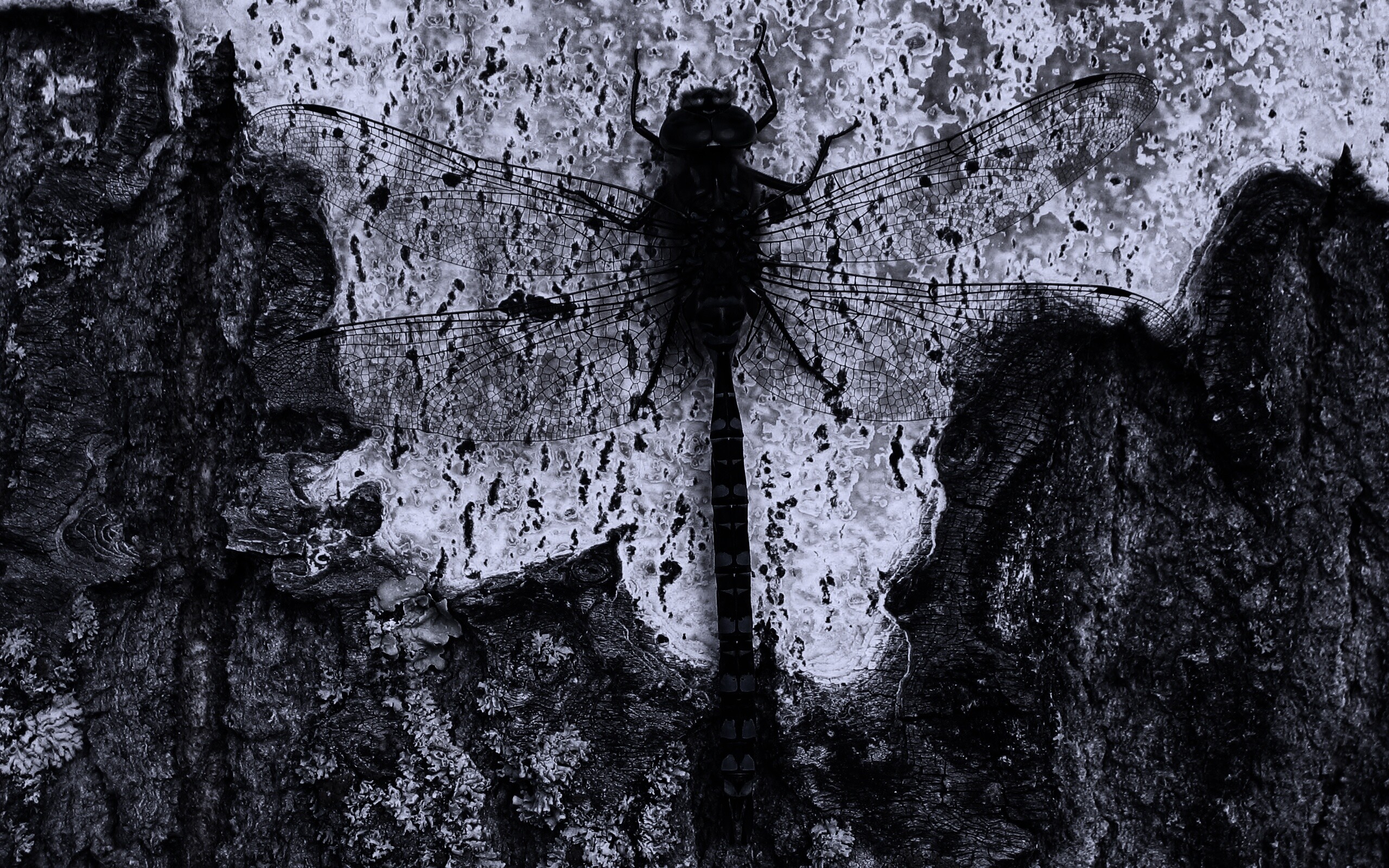 Стрекоза на дереве обои