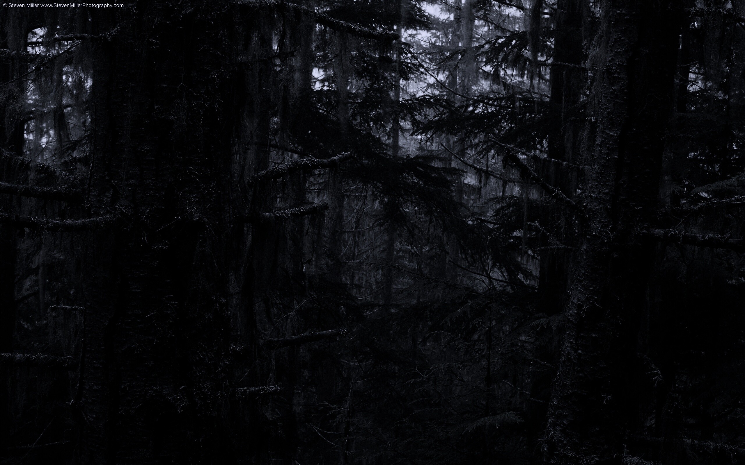 Дремучий лес обои