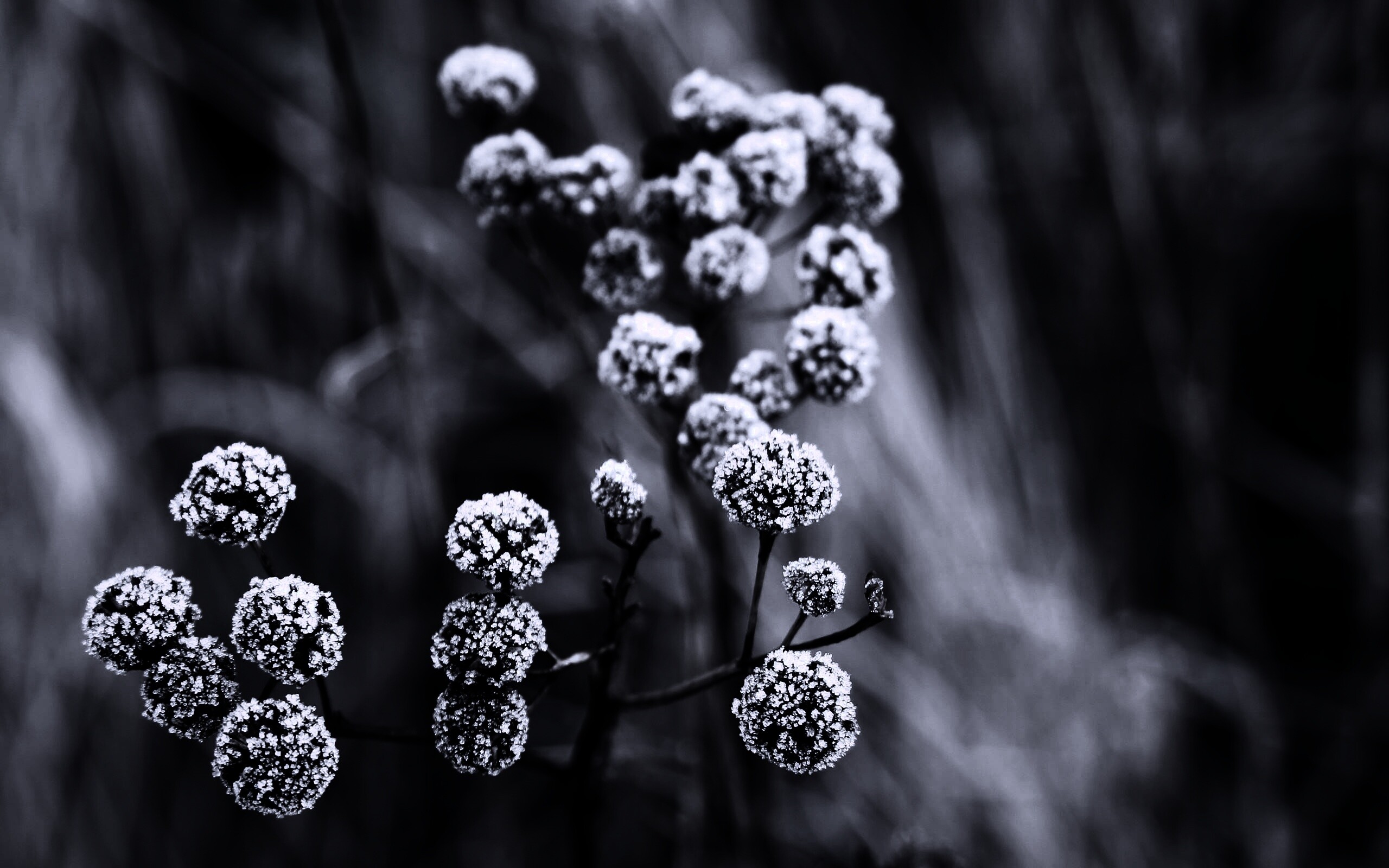 Ледяные цветы обои