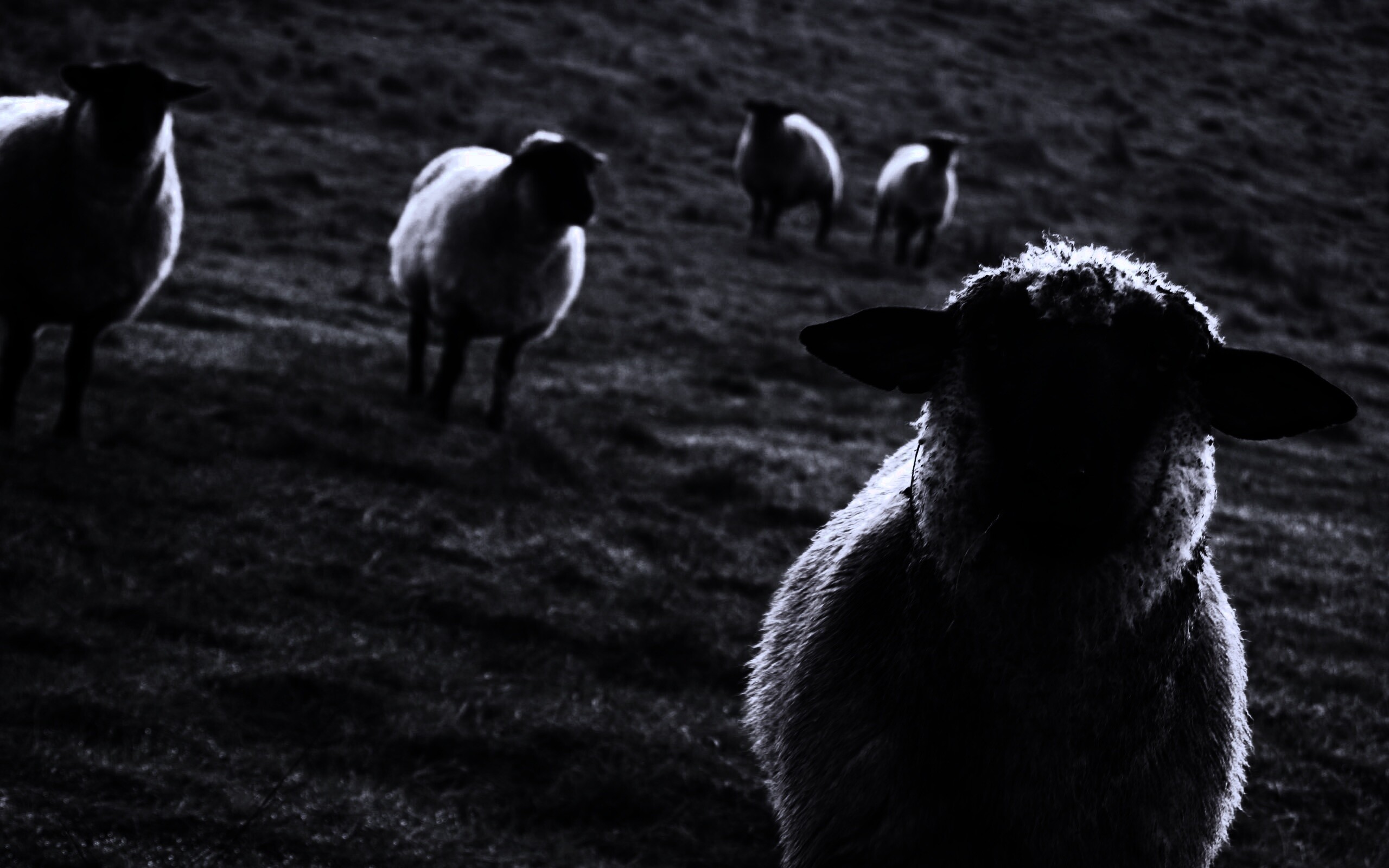 Овцы на пастбище обои