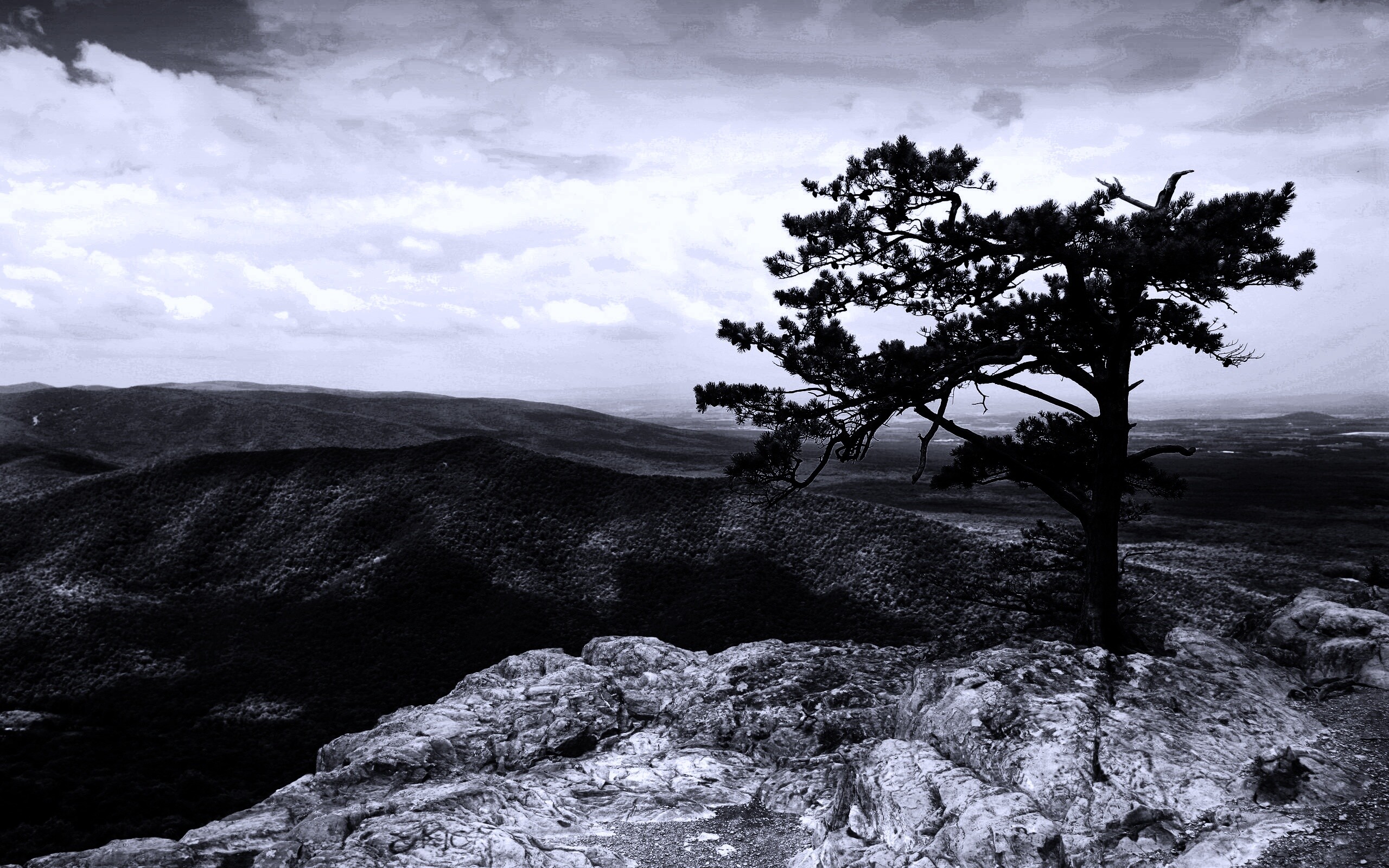 Горное дерево в черно-белых тонах обои