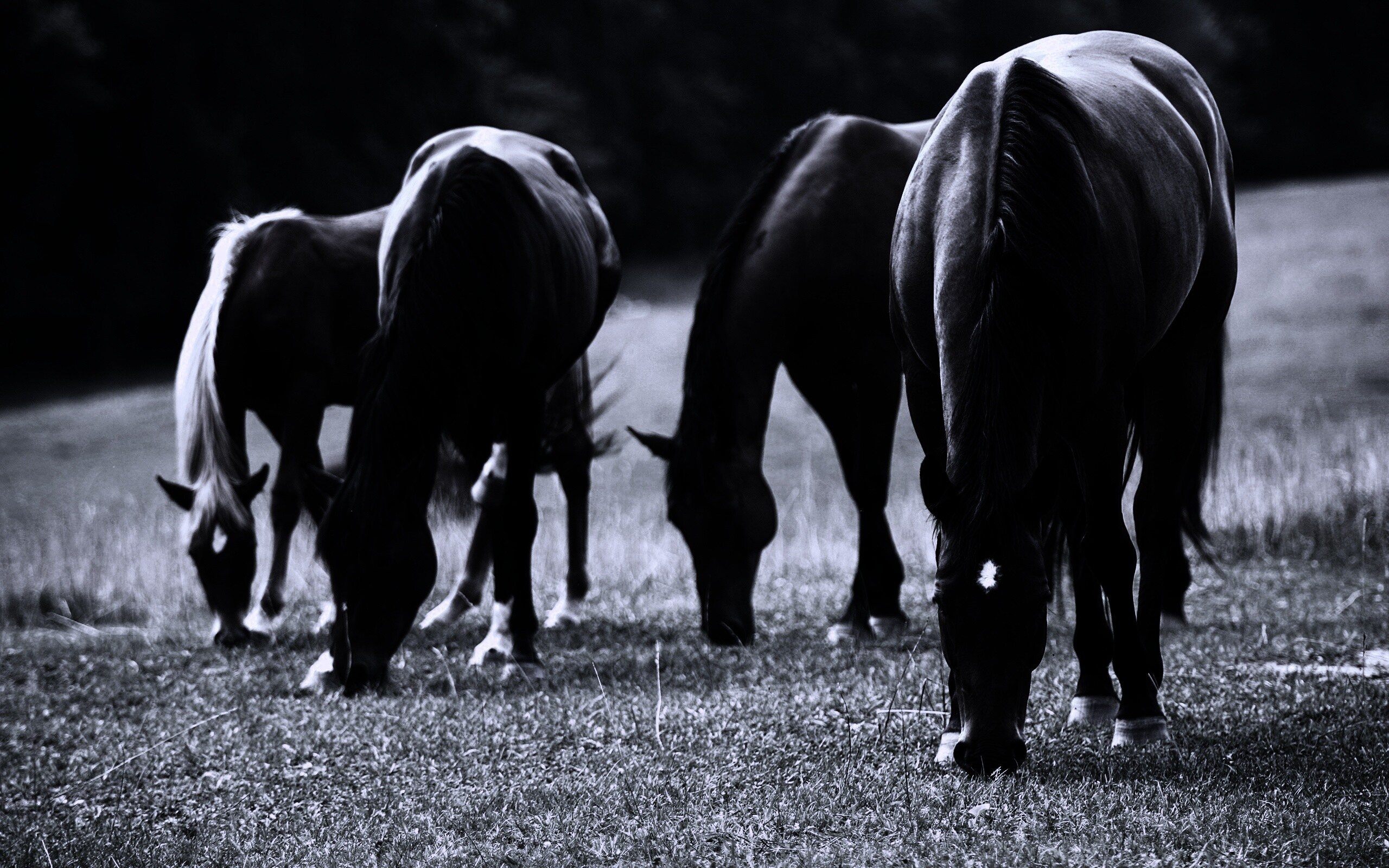 Время пощипать травку обои