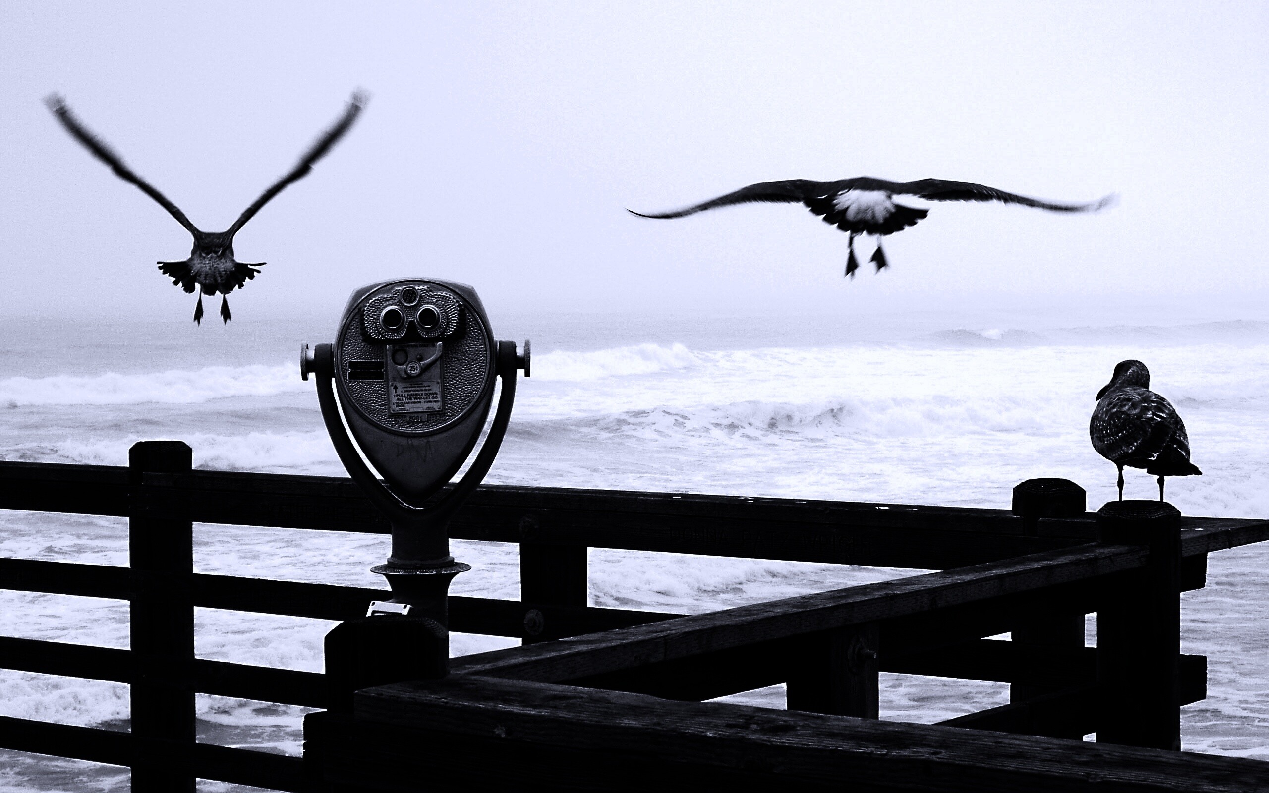 Чайки на перилах пирса обои