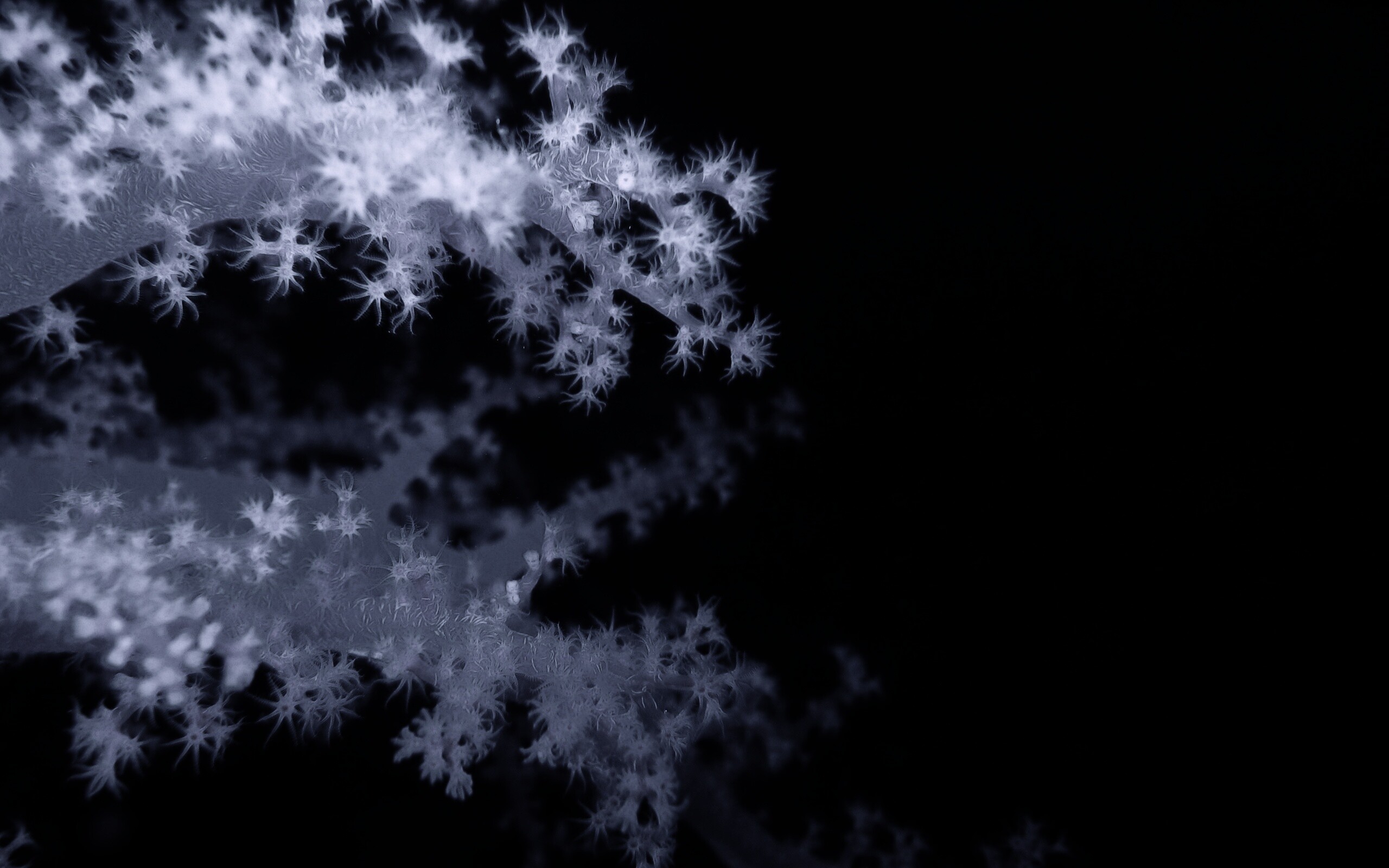 Кораллы обои