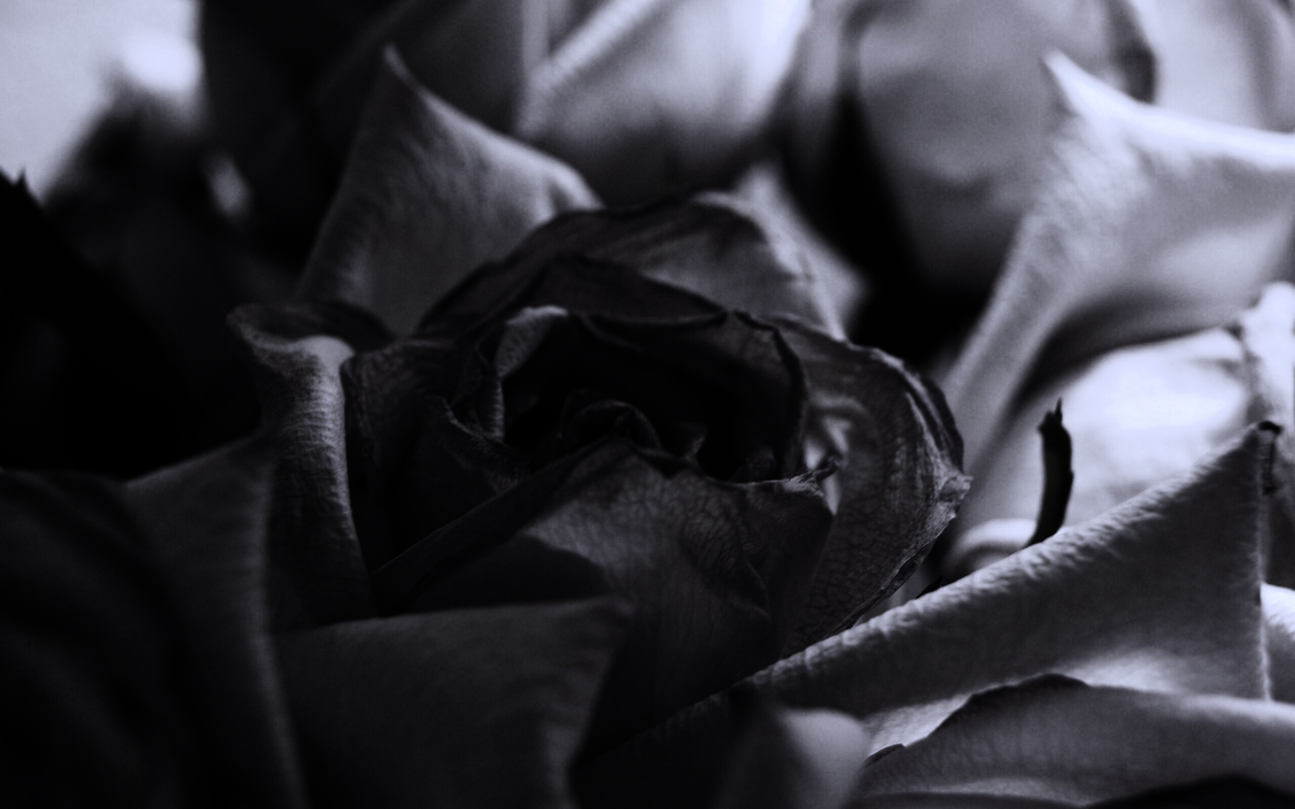 Увядающая роза обои