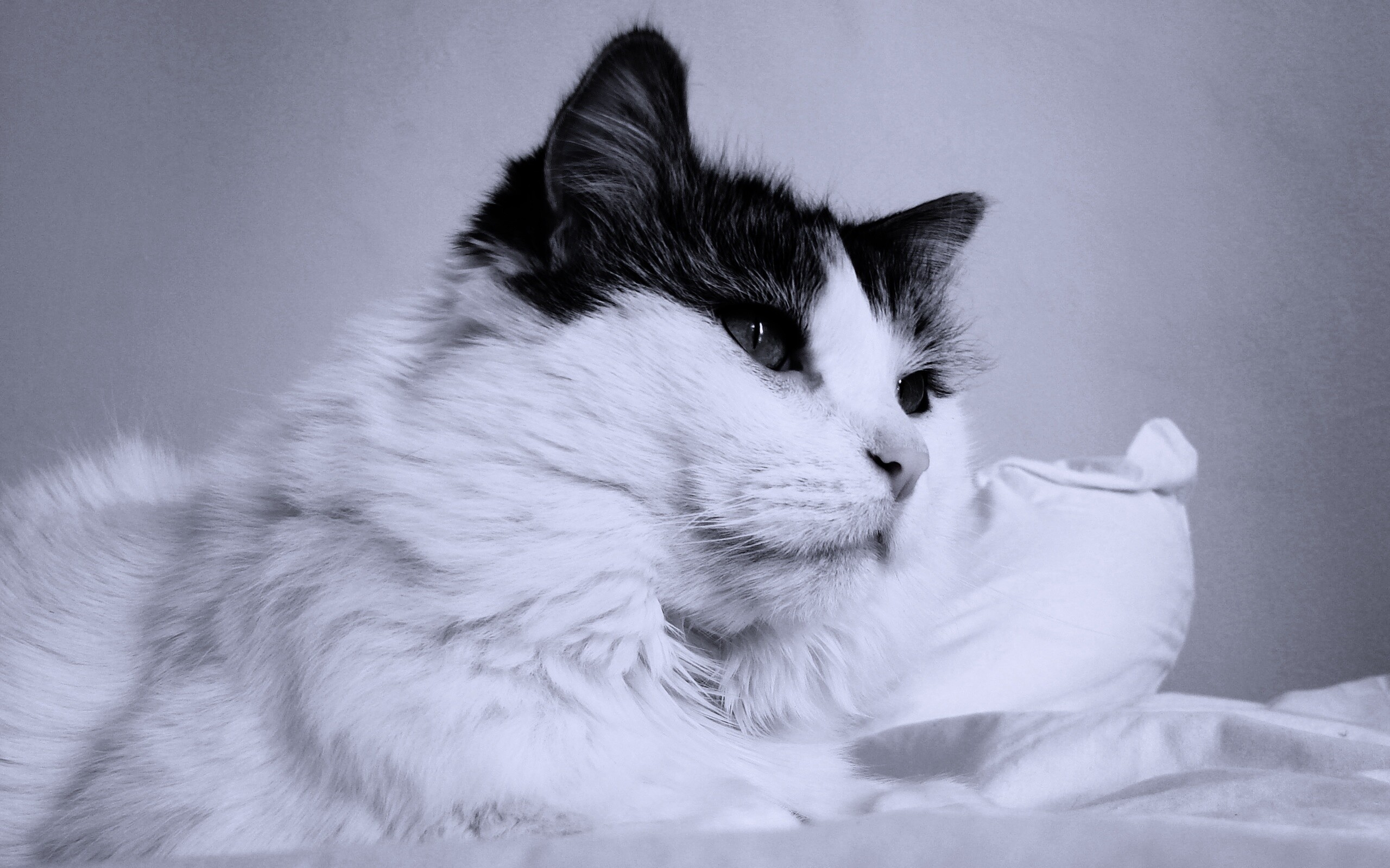 Белый кот с серой макушкой обои