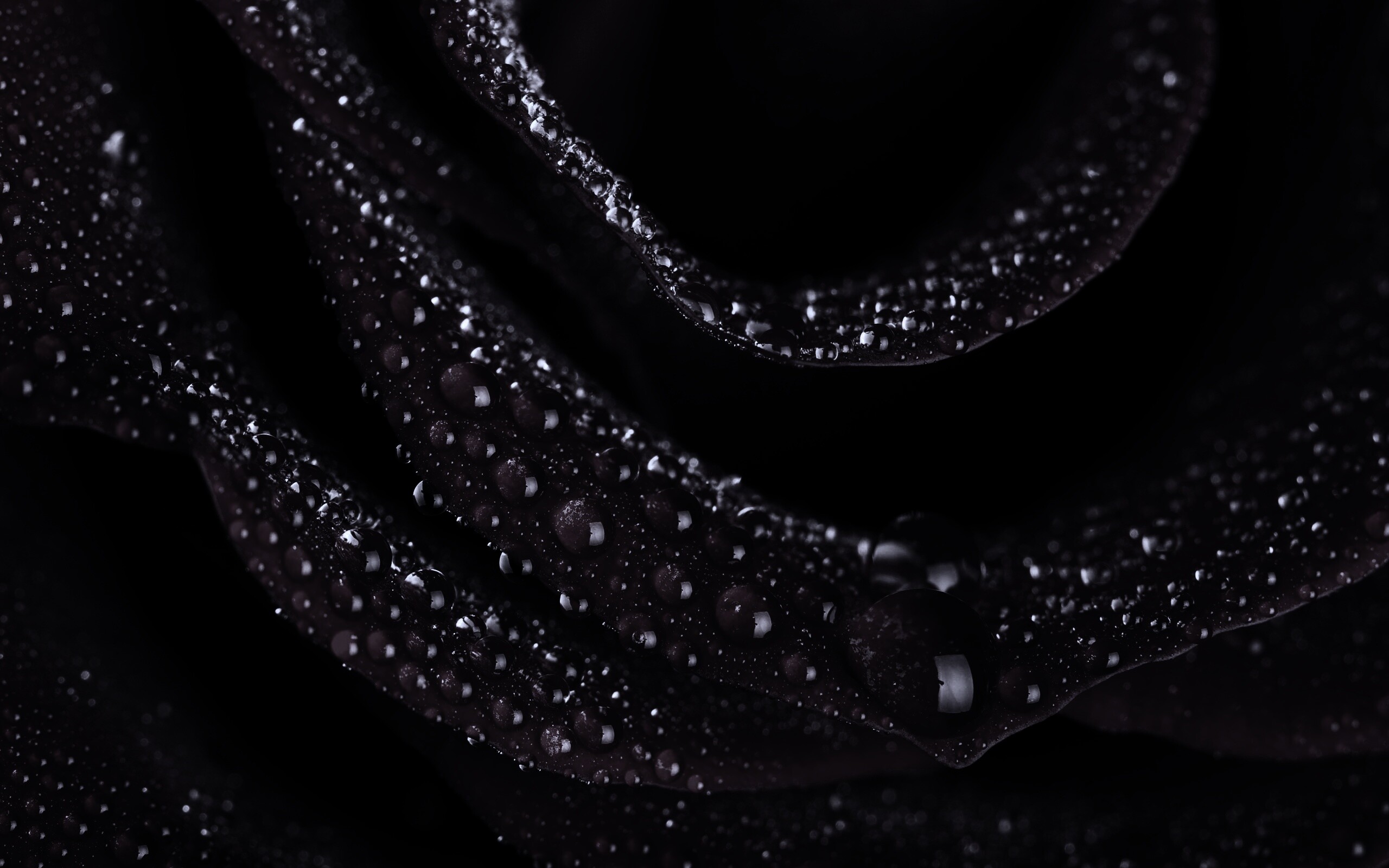 Роза в каплях обои