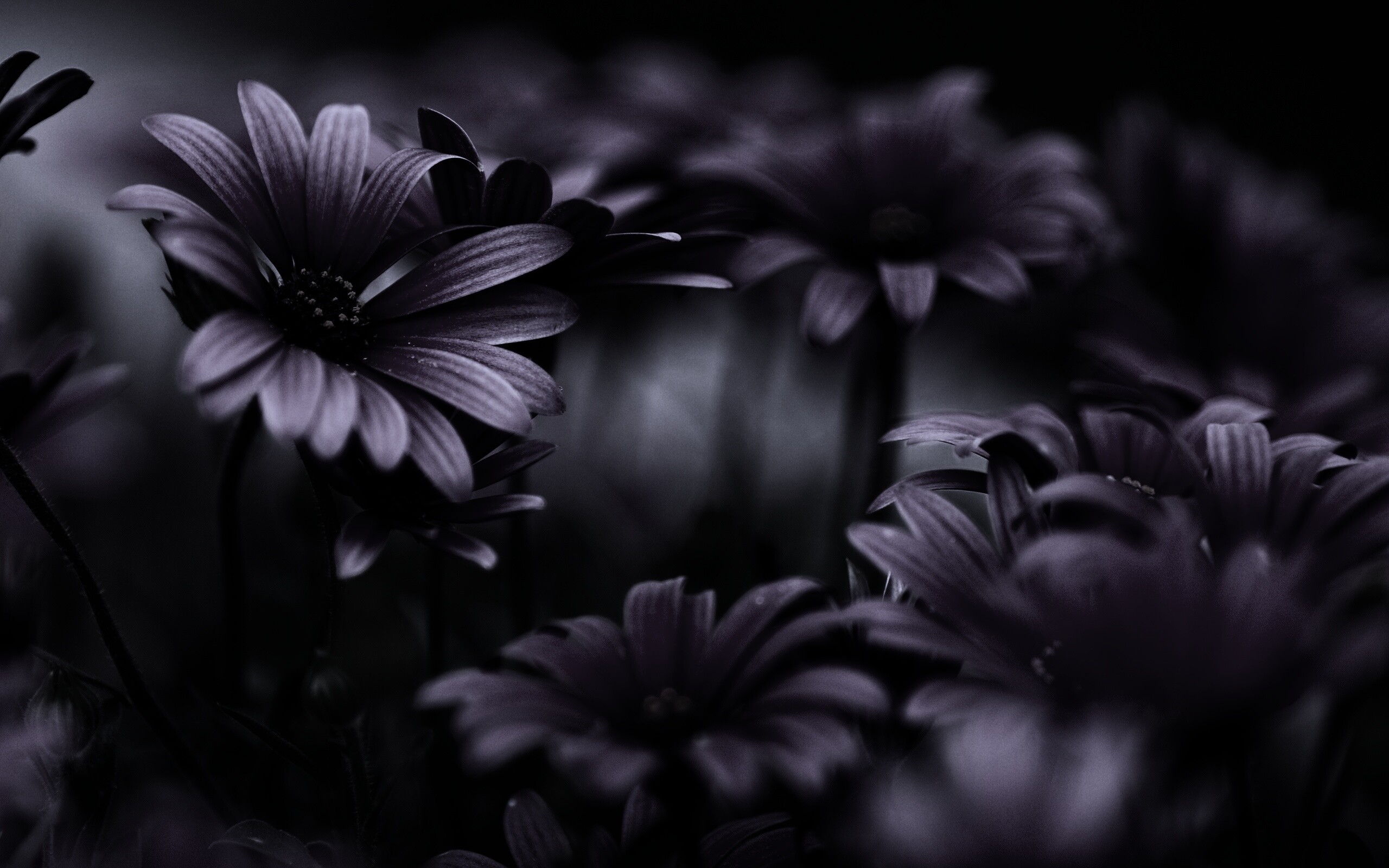 Яркие фиолетовые цветы обои