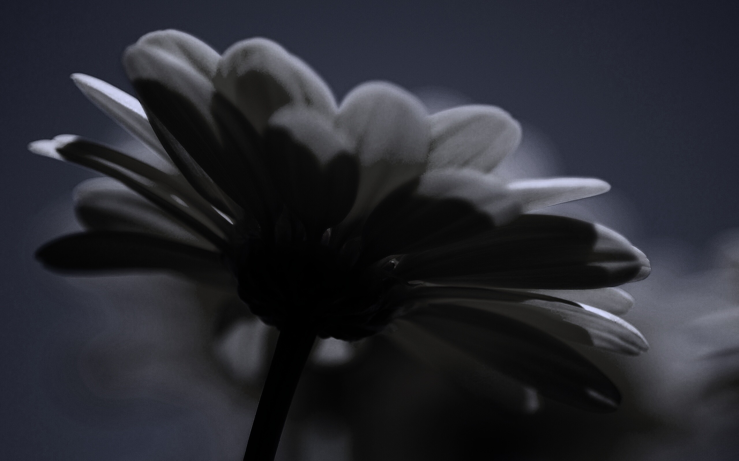 Макро-фото желтого цветка обои