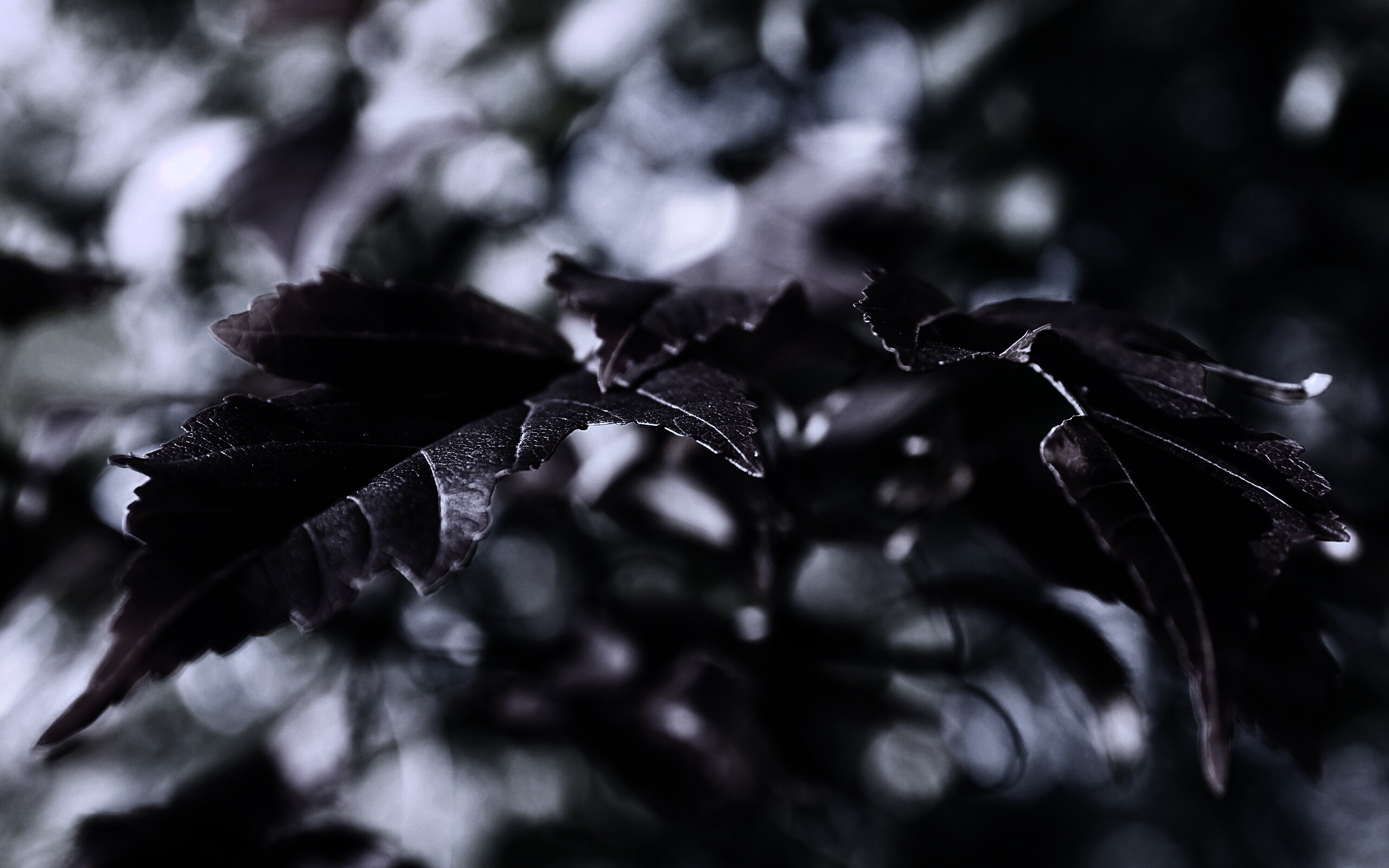 Красивые осенние листья в баговых цветах обои