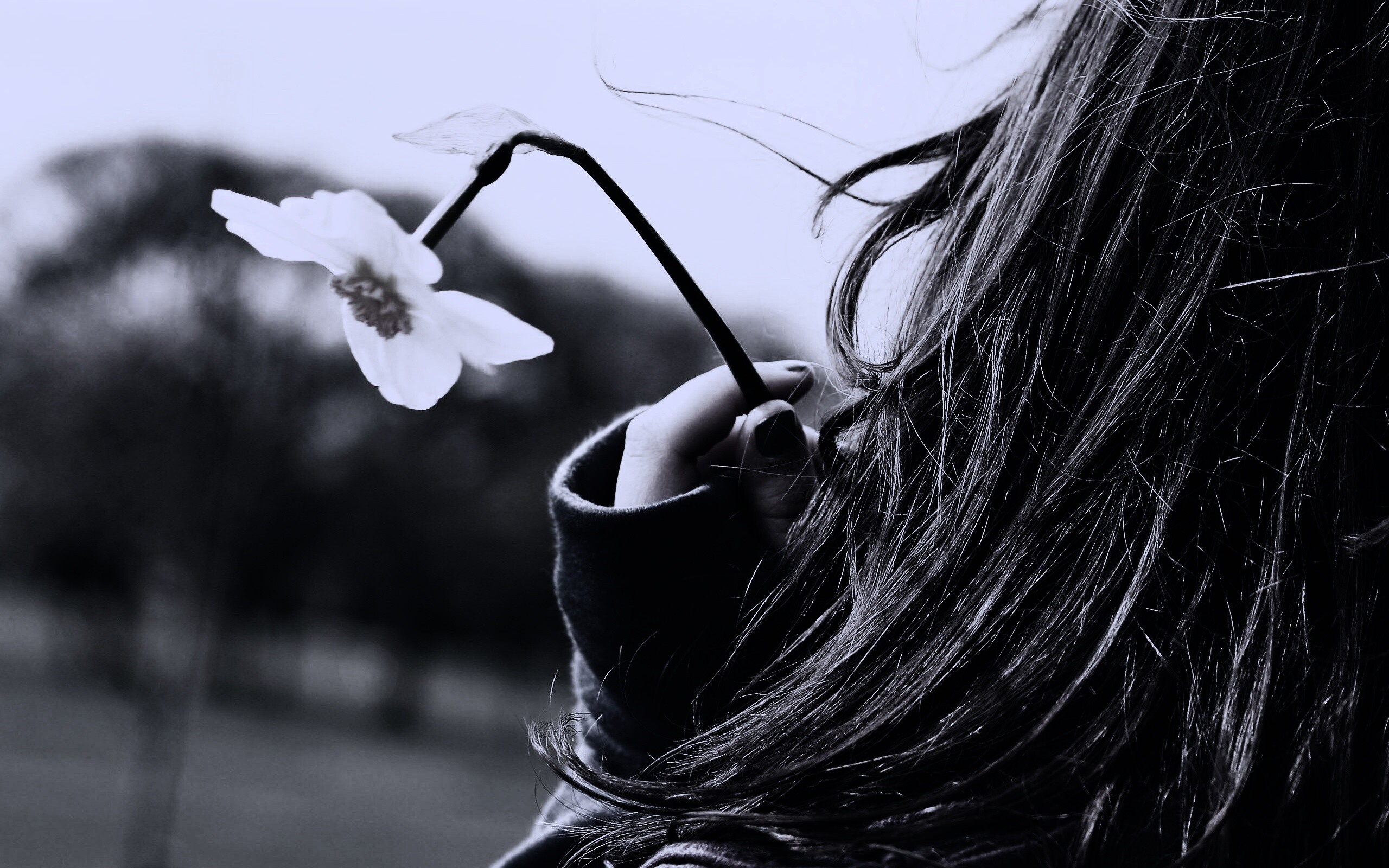 Девушка с нарциссом в руке обои