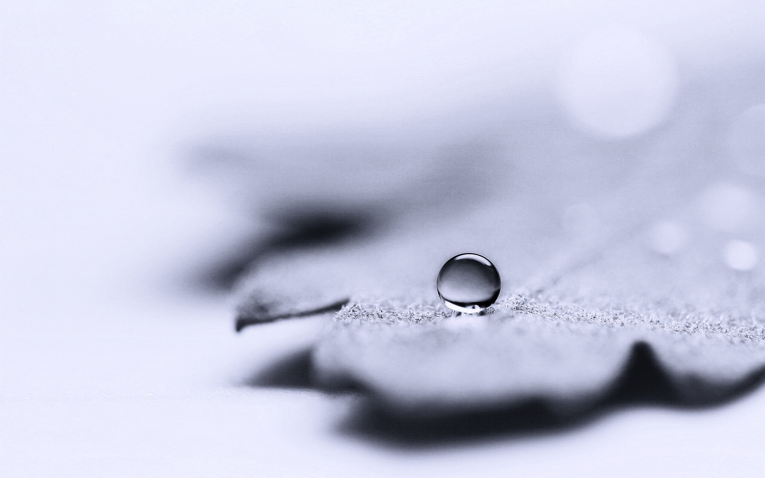 Капля на замёрзжем листе обои