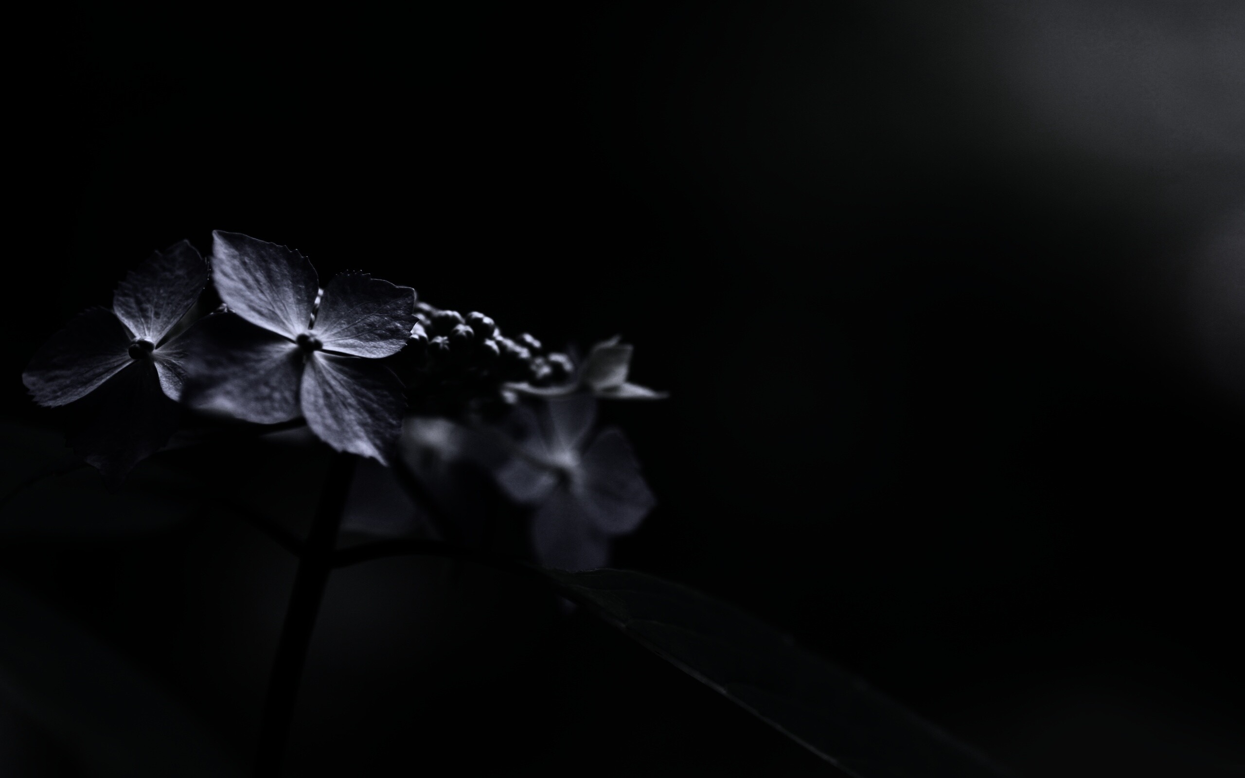 Нежно-синие цветы обои