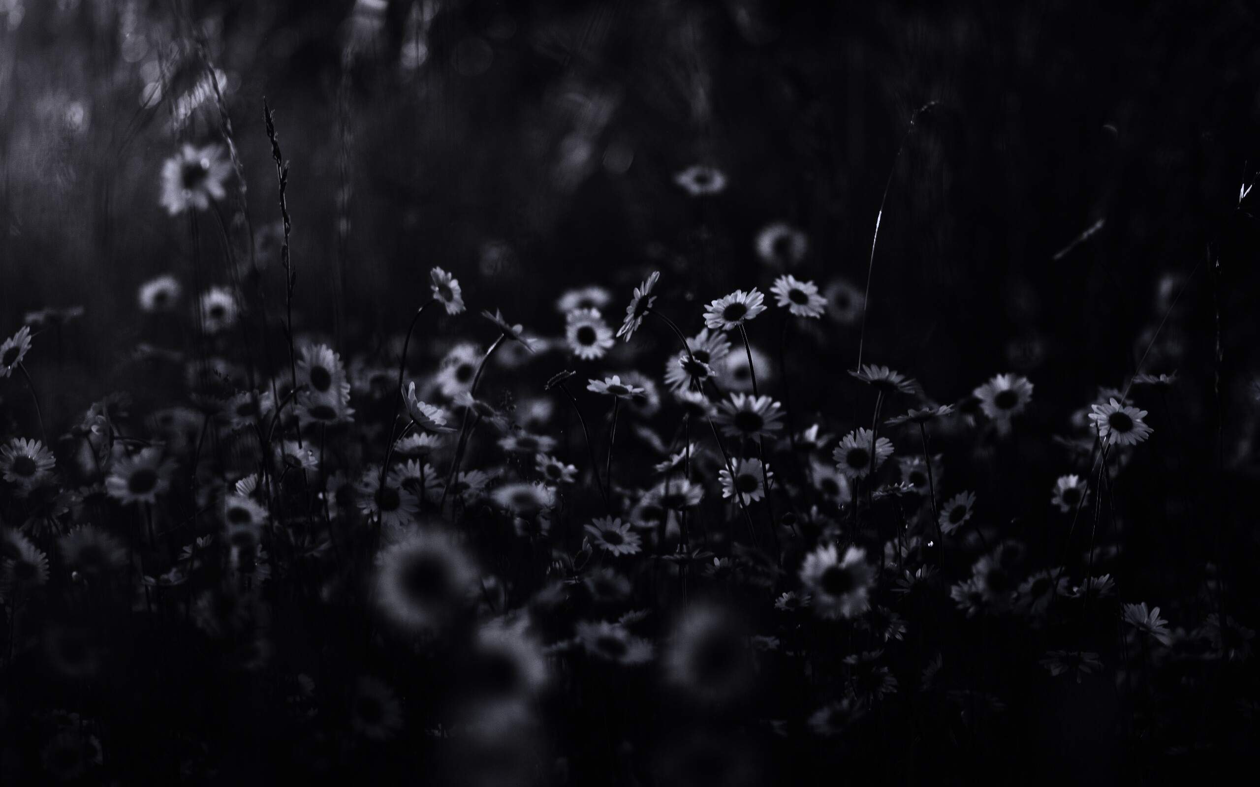 Поле ромашек обои