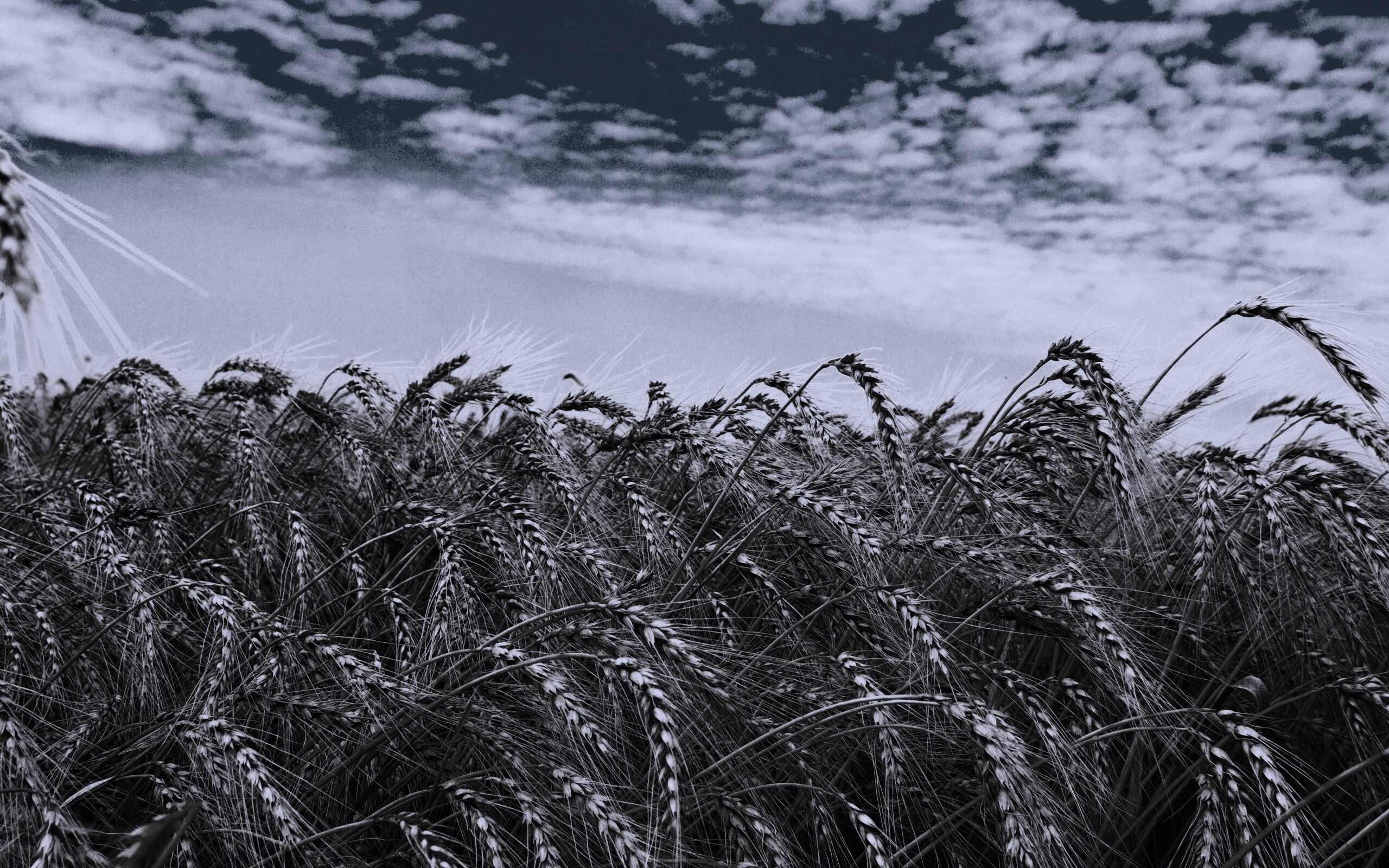 Колосья в поле обои