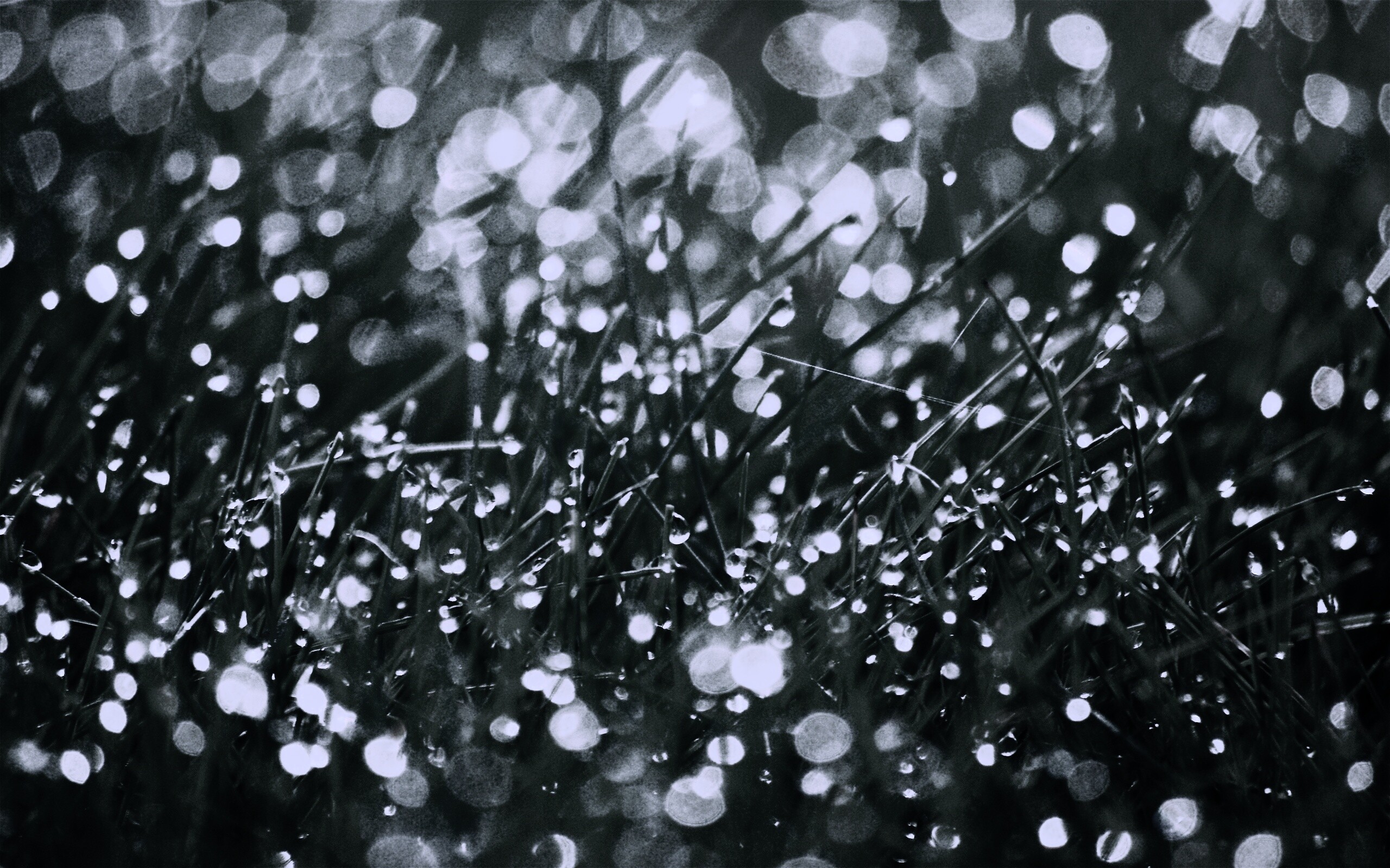 Трава в росе обои