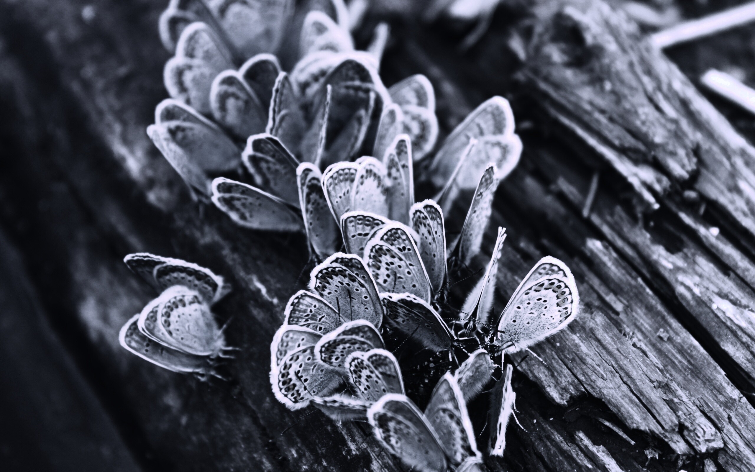 Голубые бабочки обои