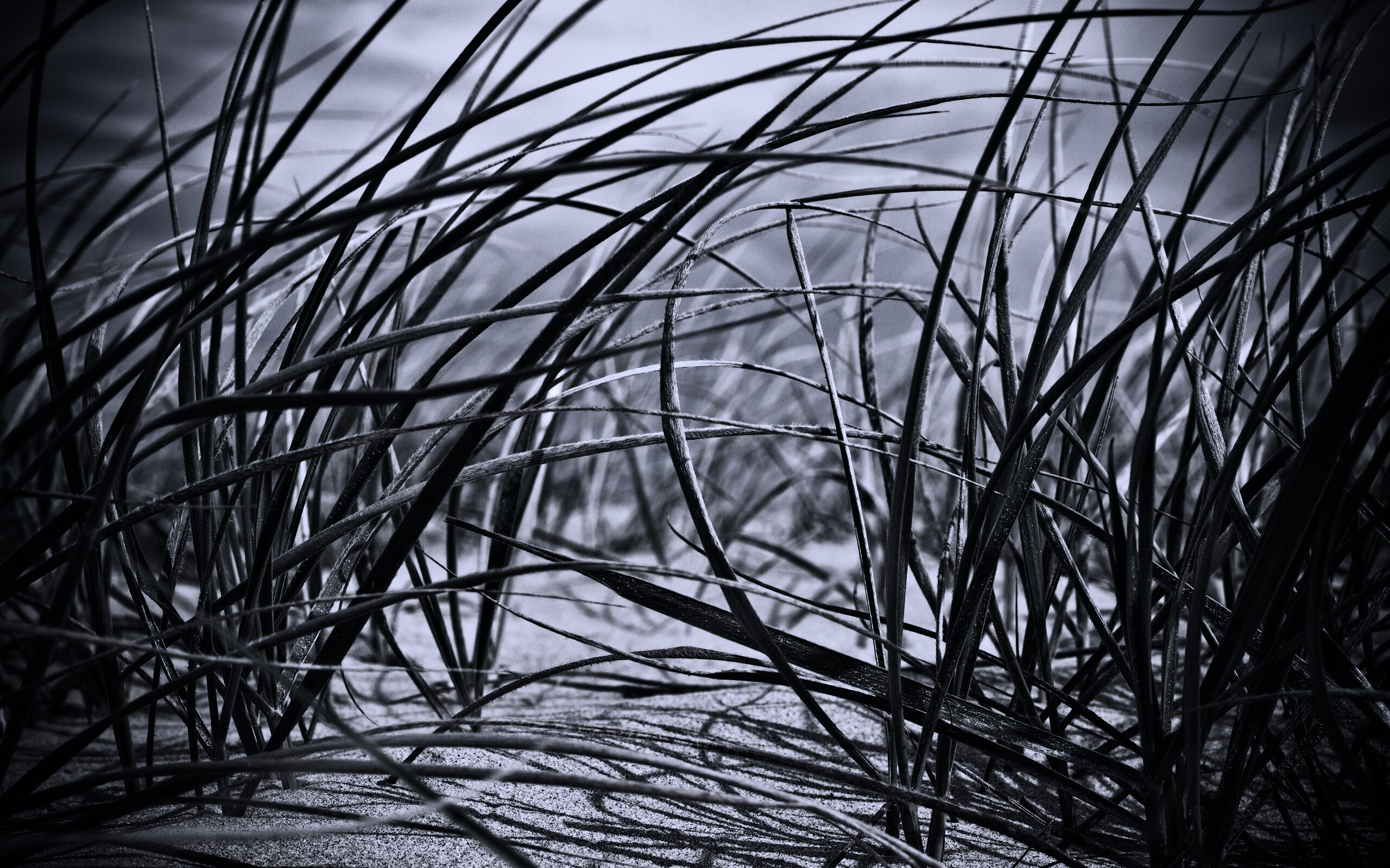 Трава на песке обои