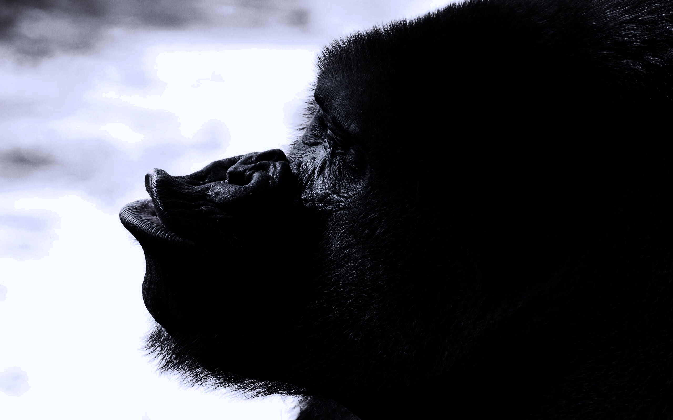 Горилла корчит рожи обои