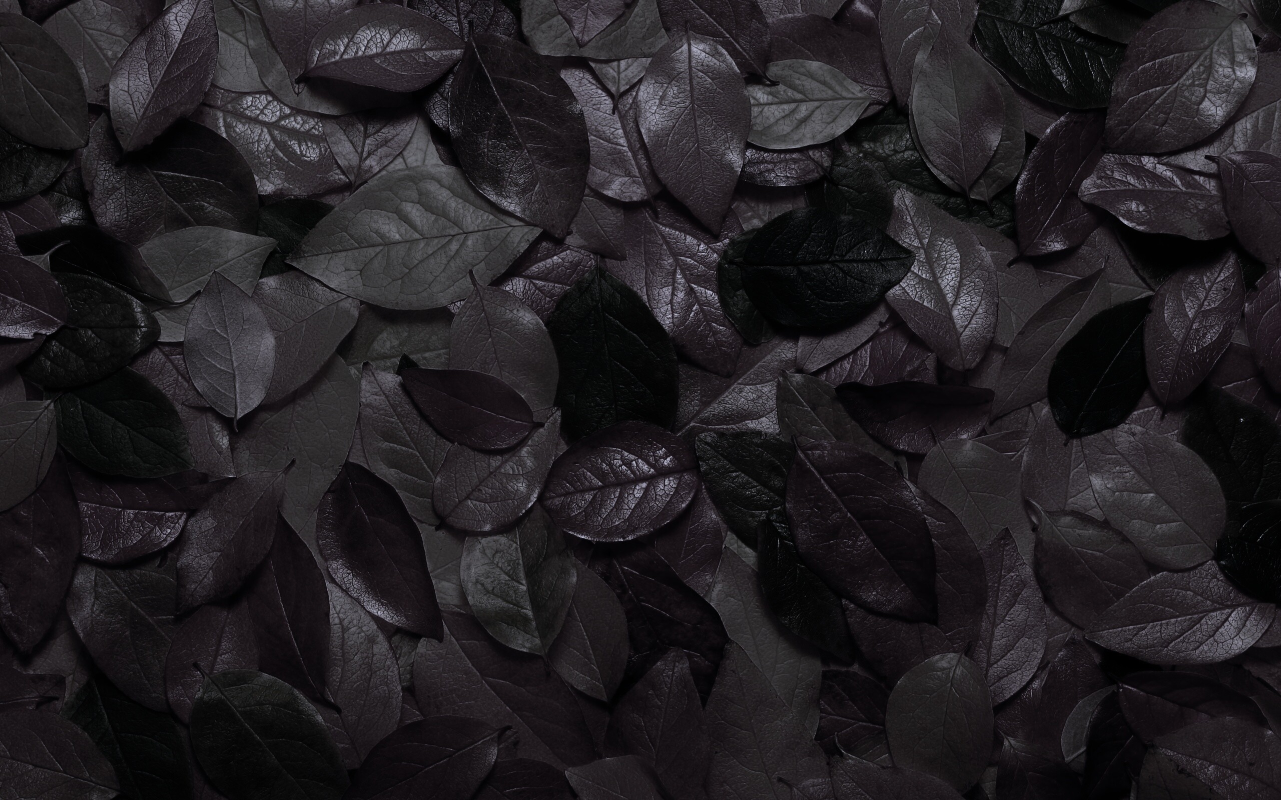 Цветной ковёр из листьев обои