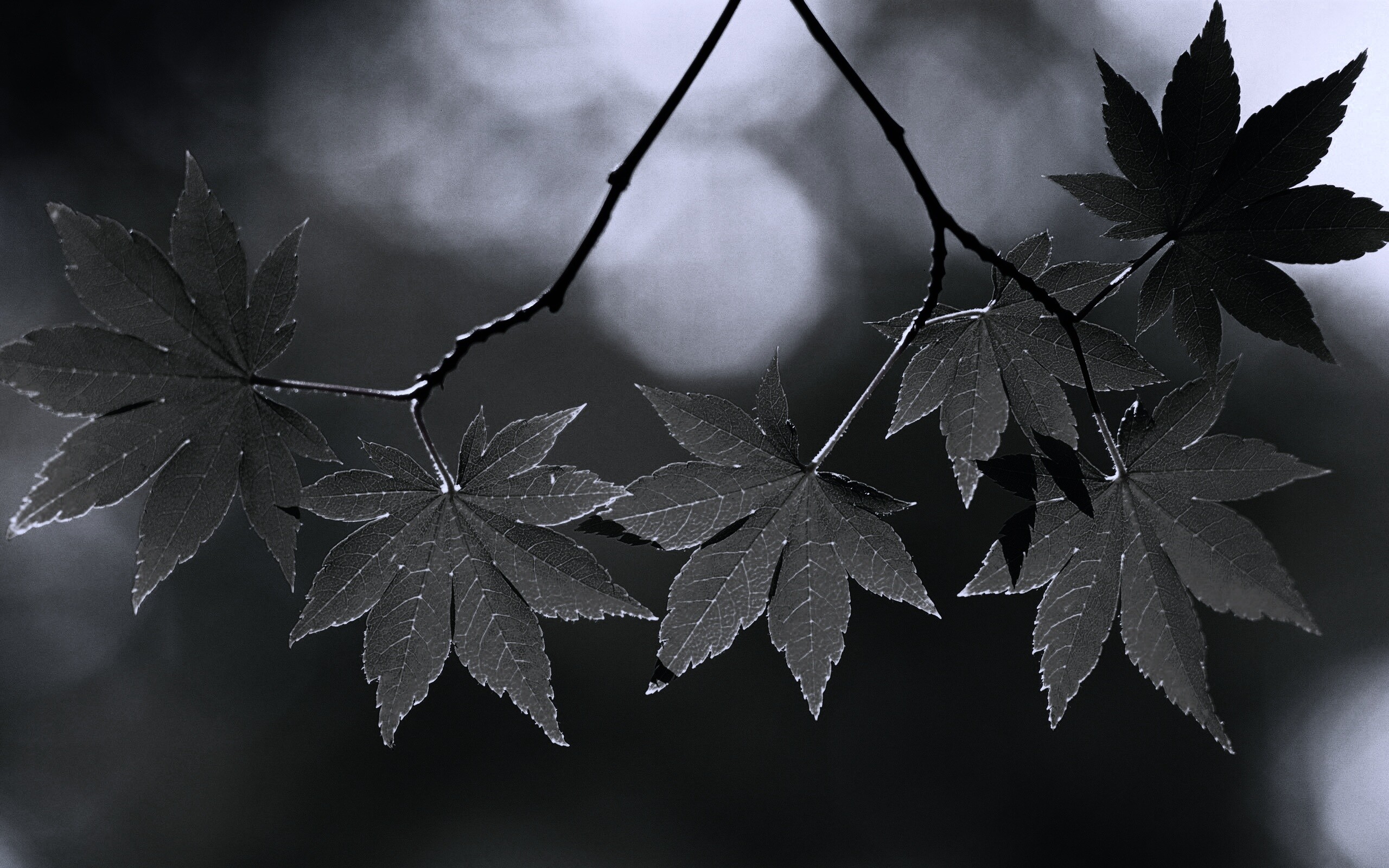 Зелёные листья обои