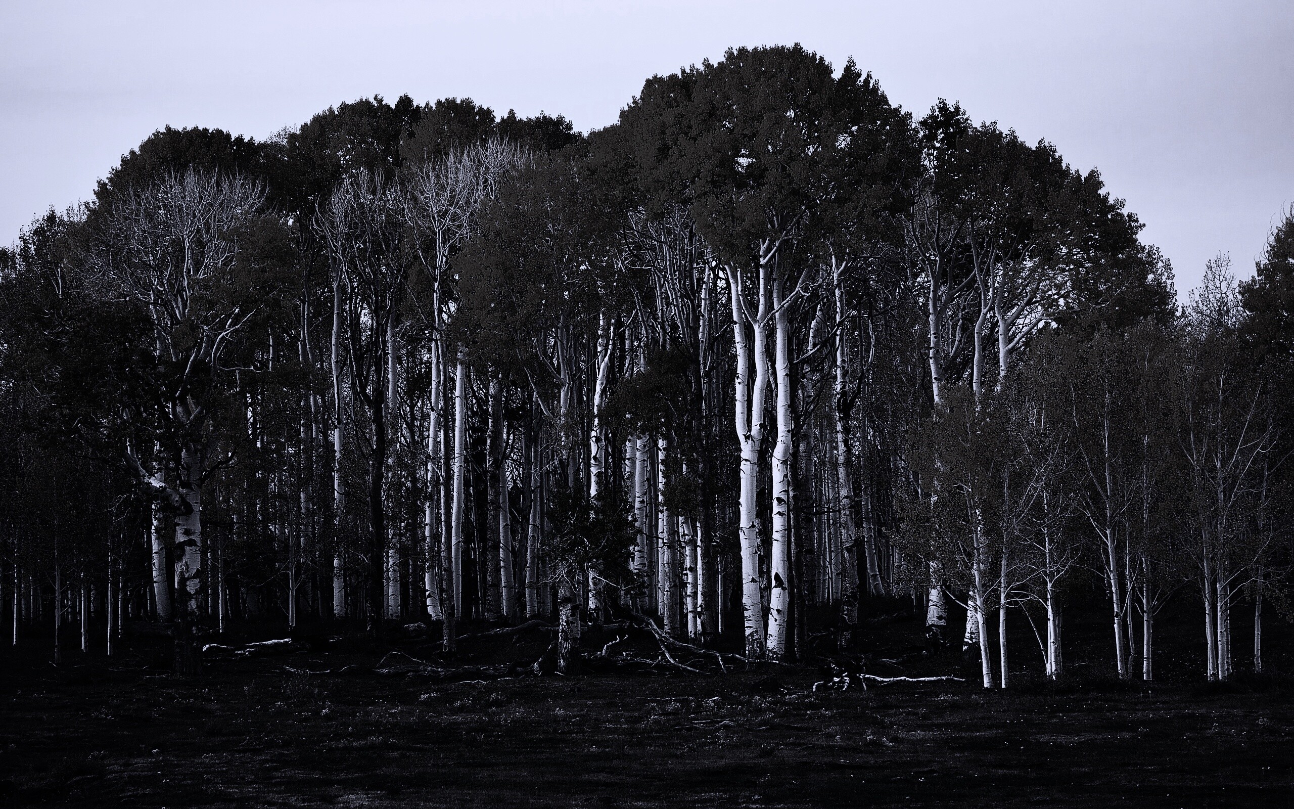 Пожелтевшая березовая роща обои