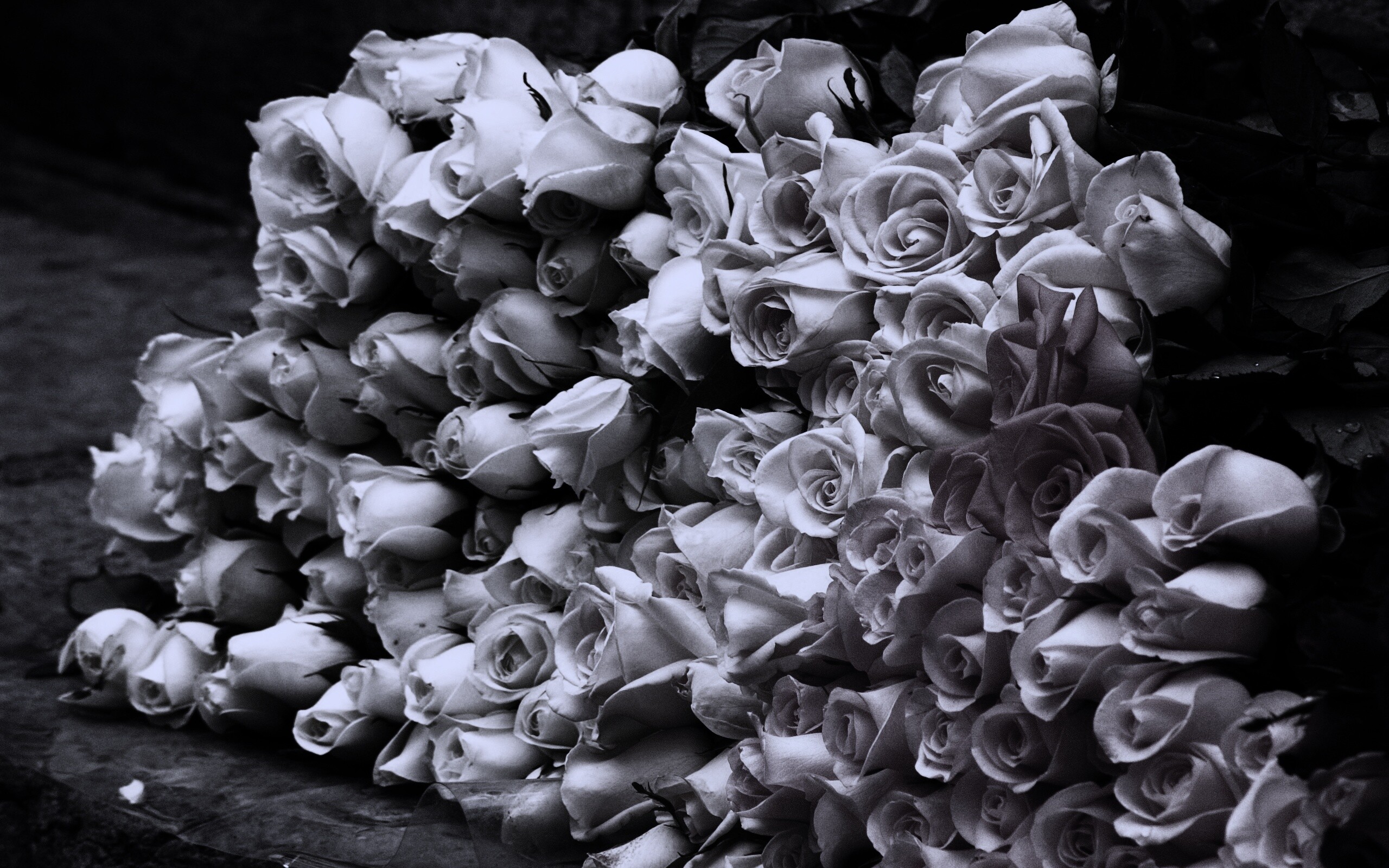 Букеты светлых роз обои