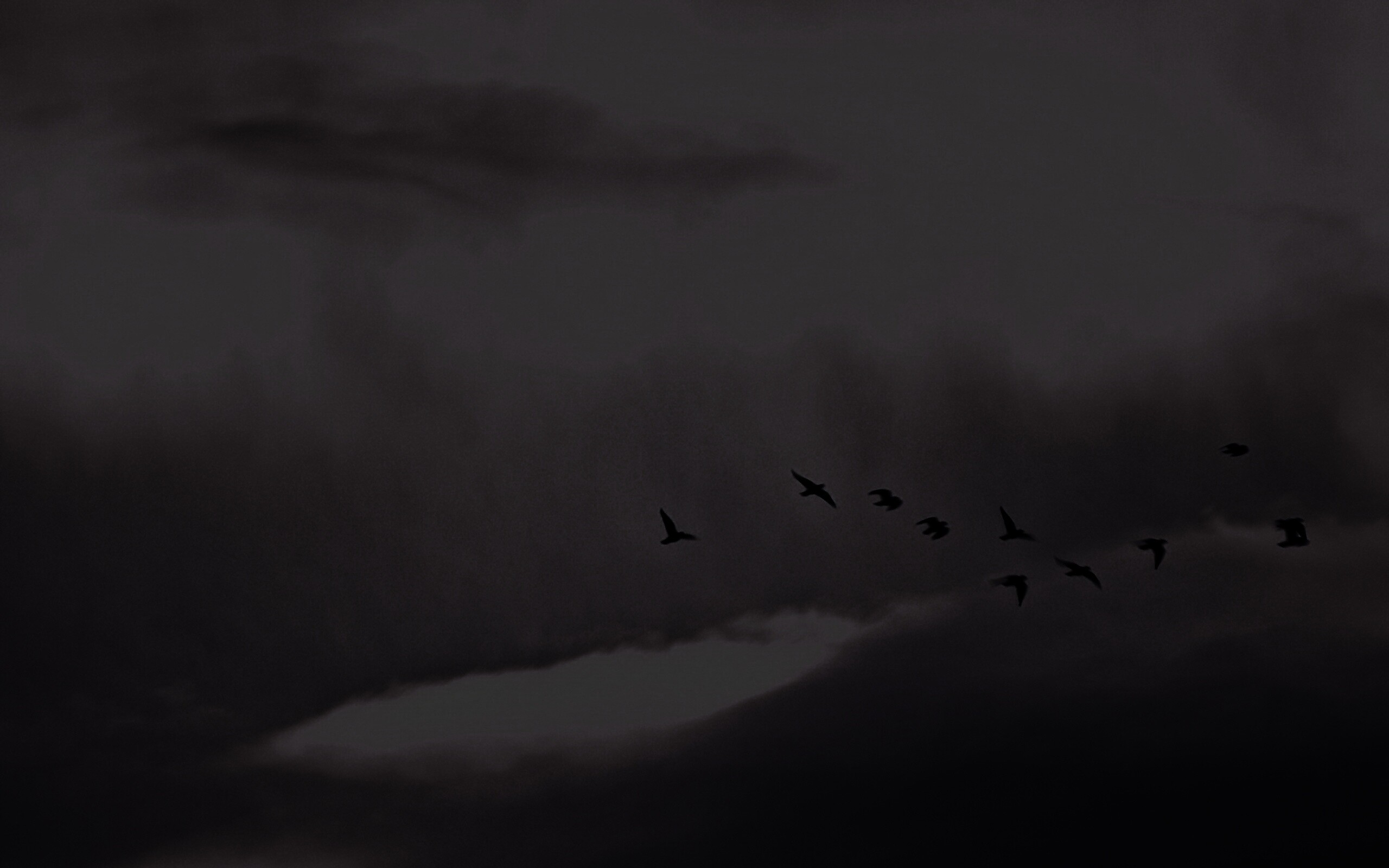 Птицы летят в закатном небе обои