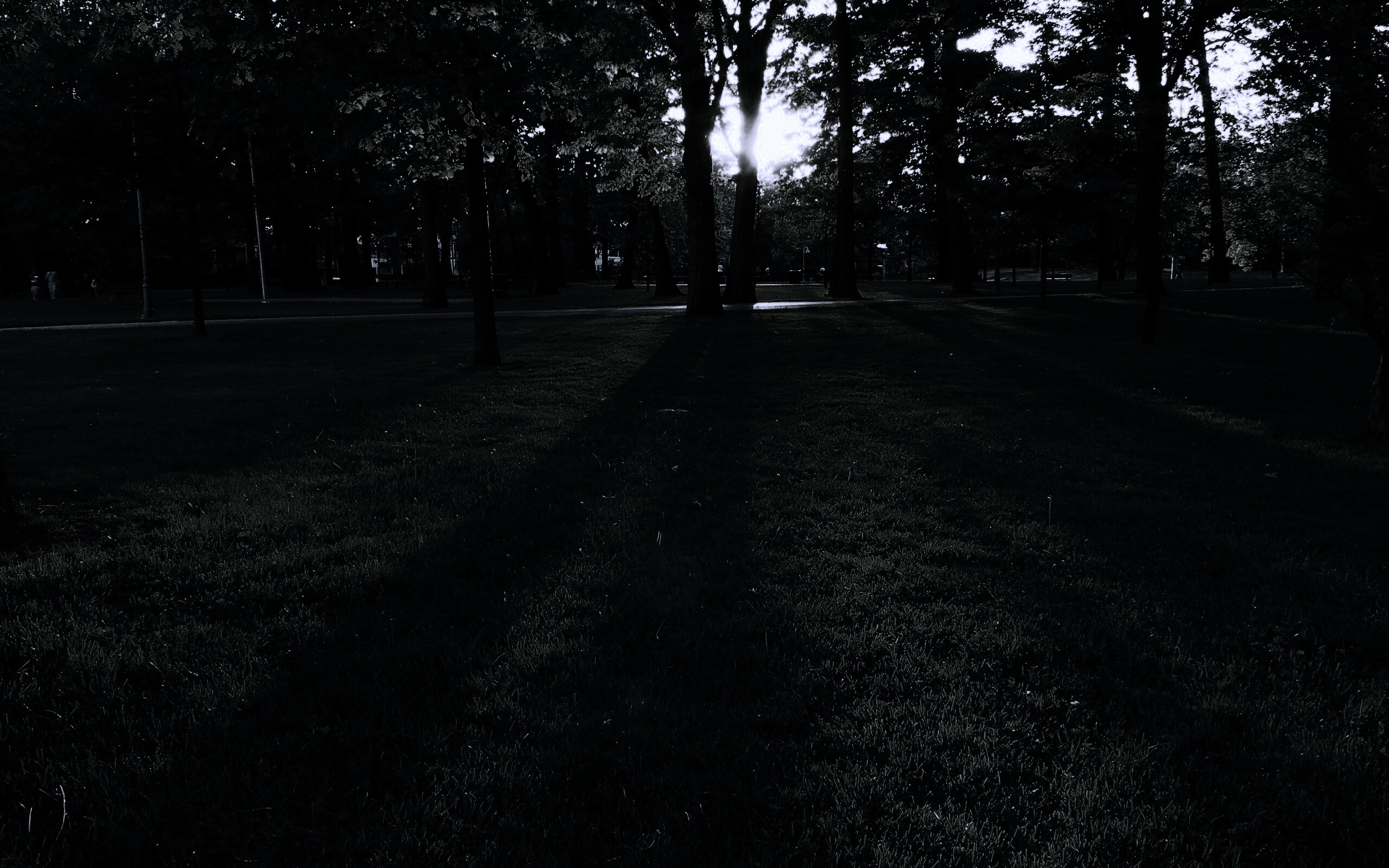 Лучи солнца сквозь листву деревьев обои