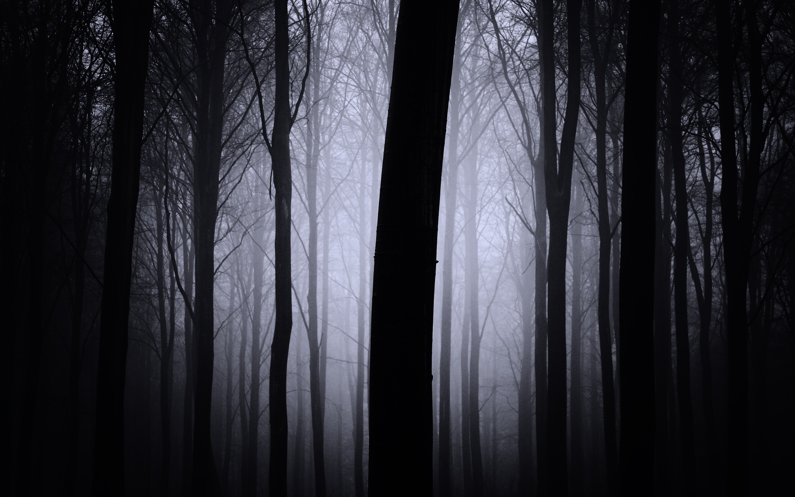 Туман в лесу обои