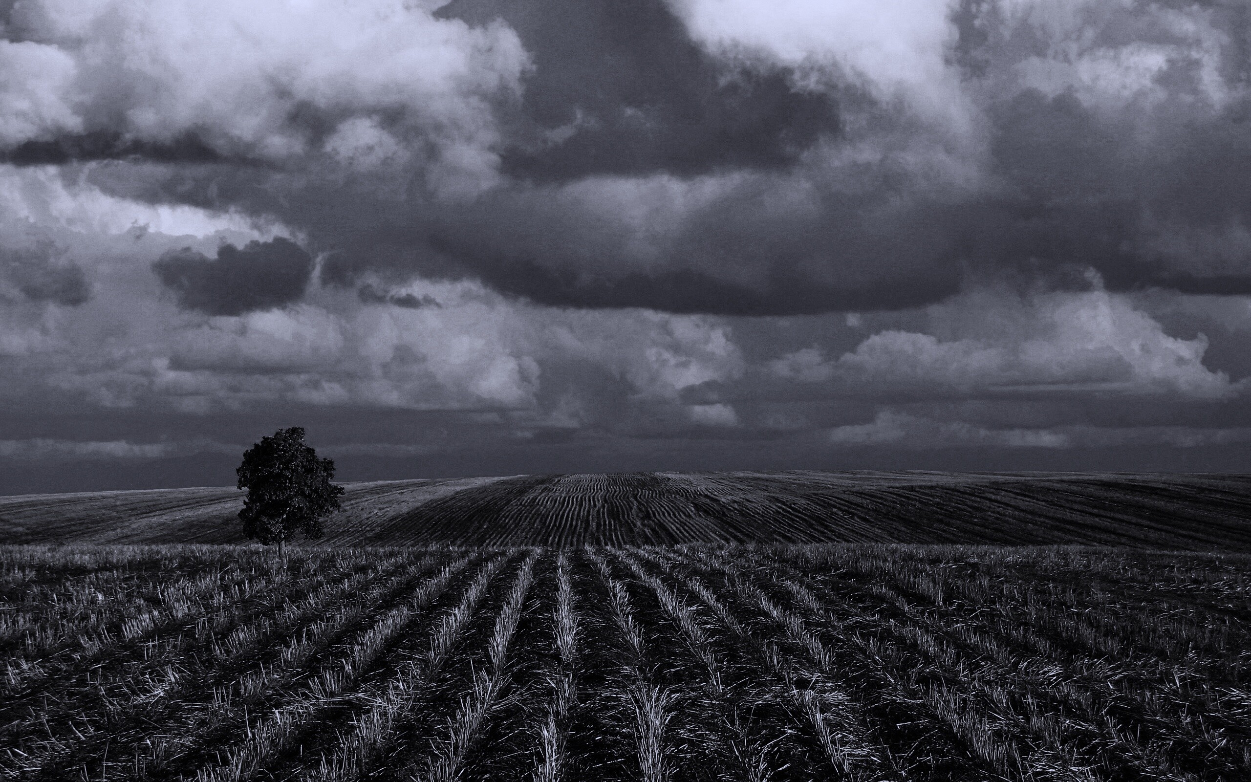 Дерево в поле обои